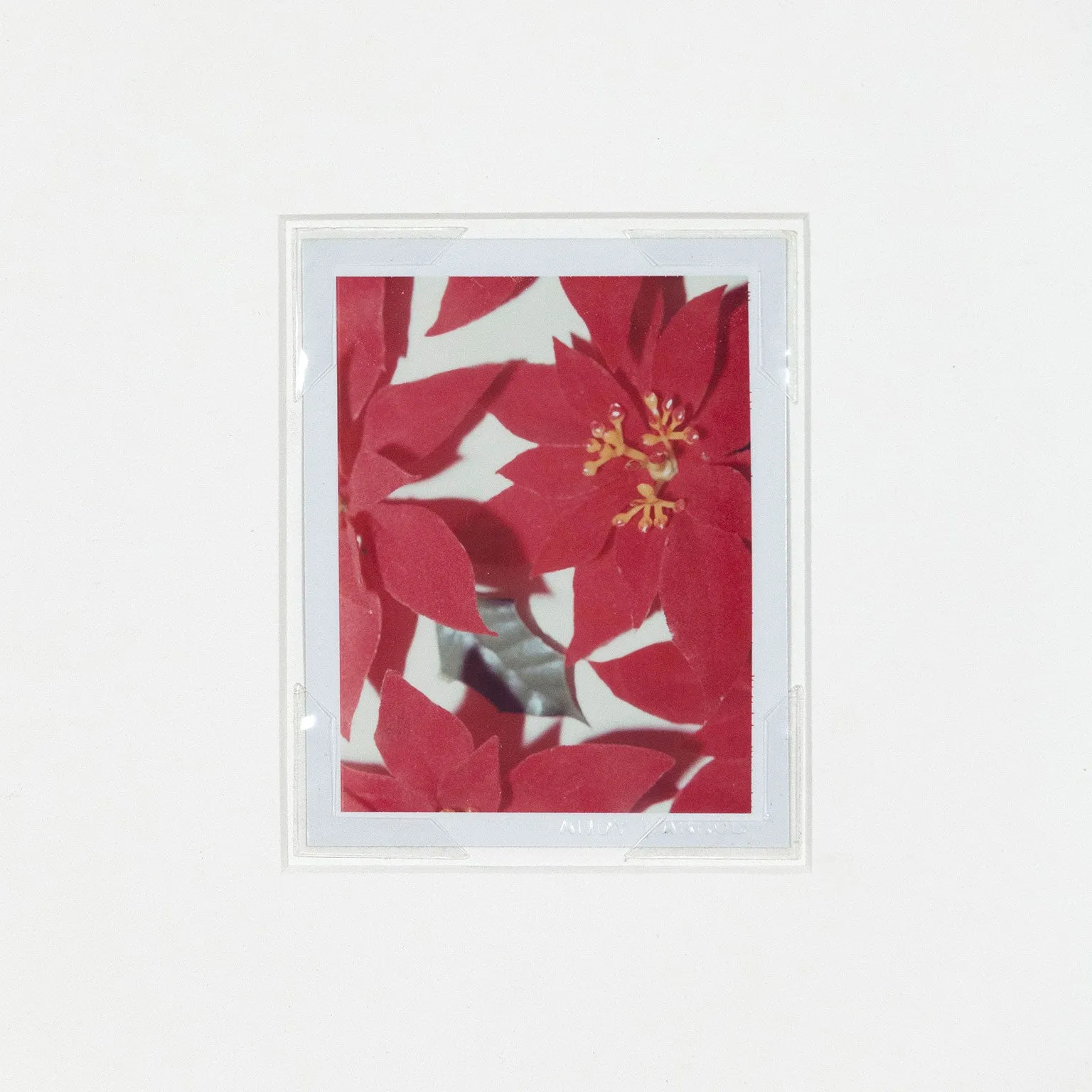 ANDY WARHOL "POINSETTIAS" POLAROID, 1982