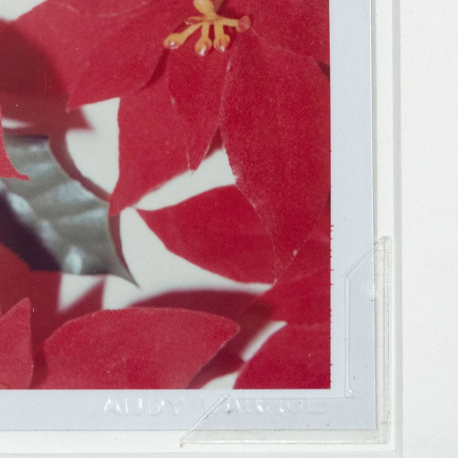 ANDY WARHOL "POINSETTIAS" POLAROID, 1982