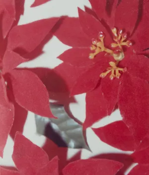 ANDY WARHOL "POINSETTIAS" POLAROID, 1982