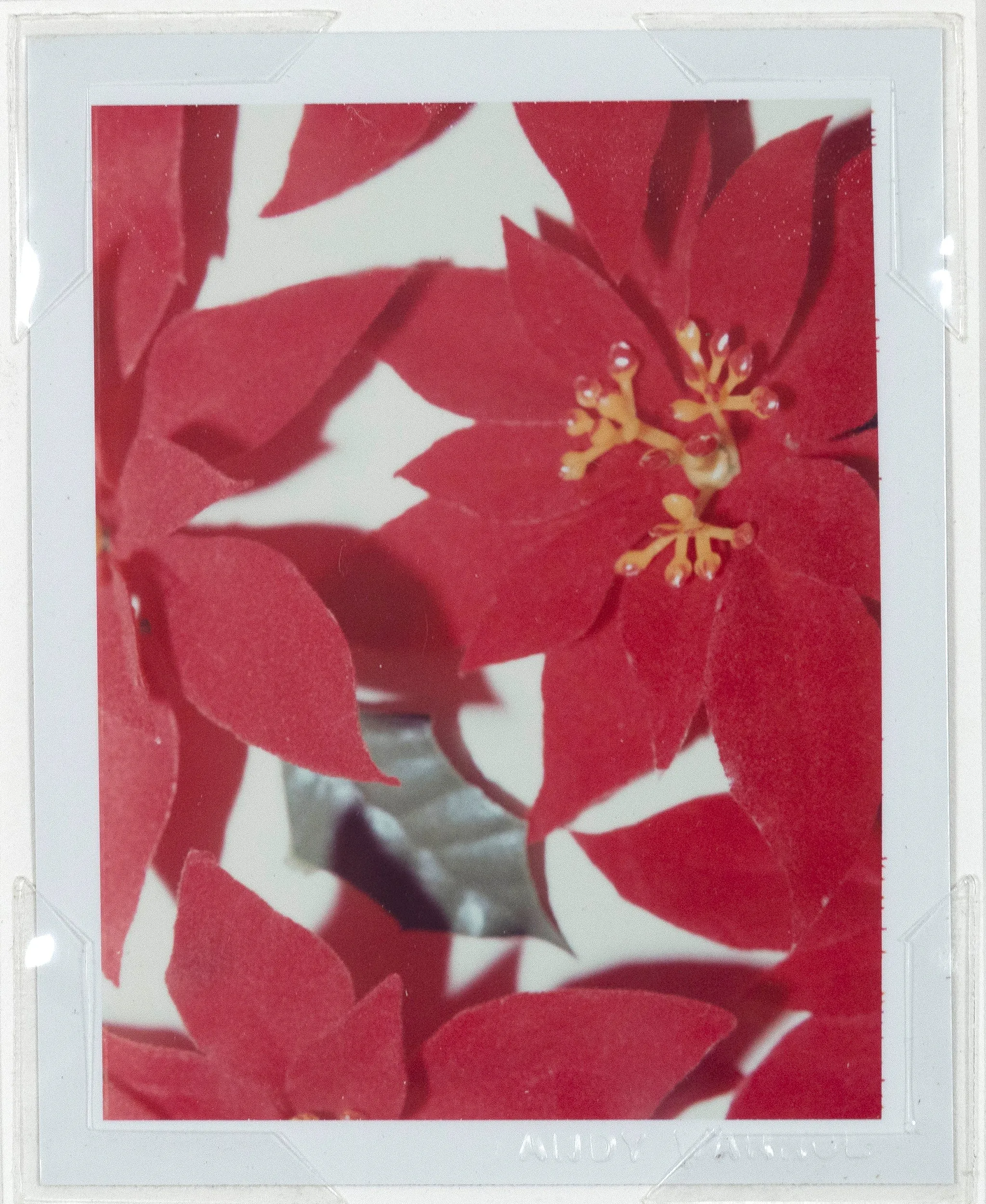 ANDY WARHOL "POINSETTIAS" POLAROID, 1982
