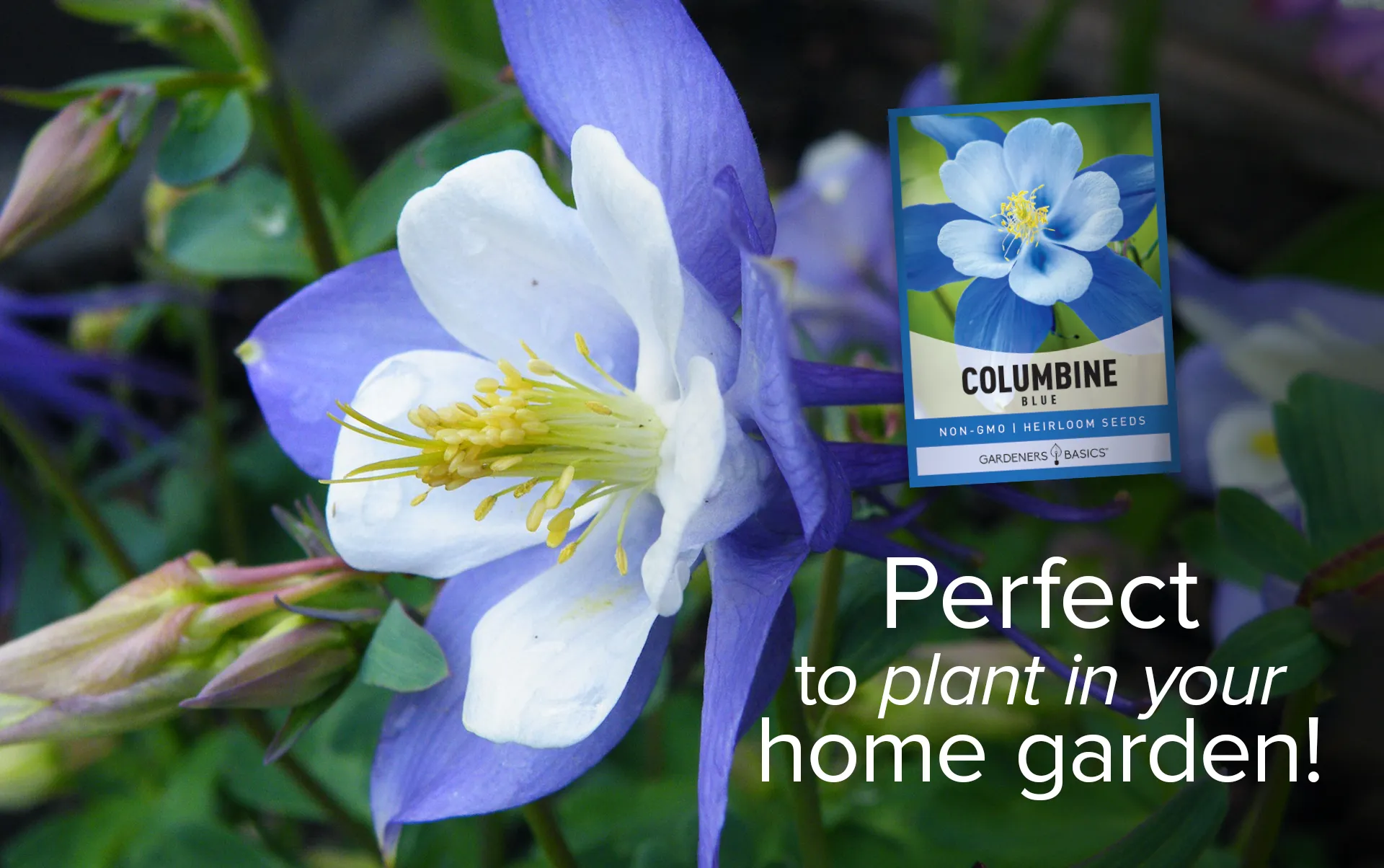 Blue Columbine Seeds