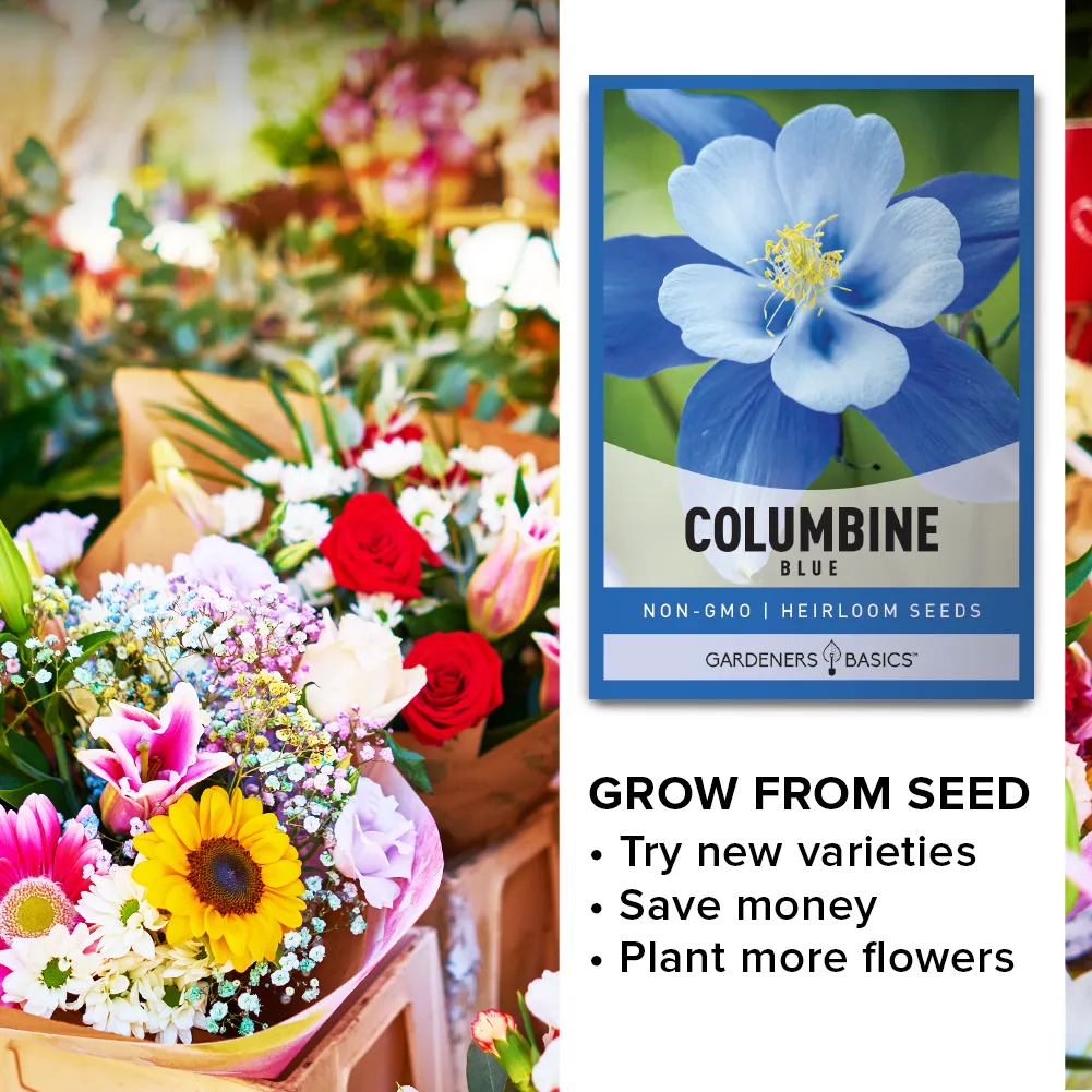 Blue Columbine Seeds