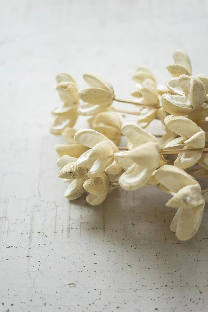 Bundle of 24 Bleached Bullet Flowers on Stems (Pack of 6)