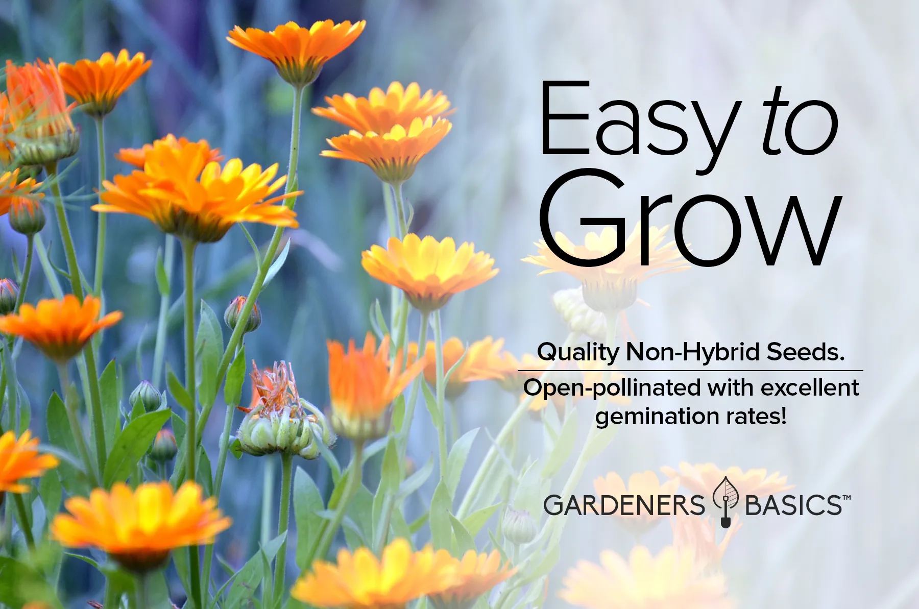 Calendula Pacific Beauty Mix Seeds