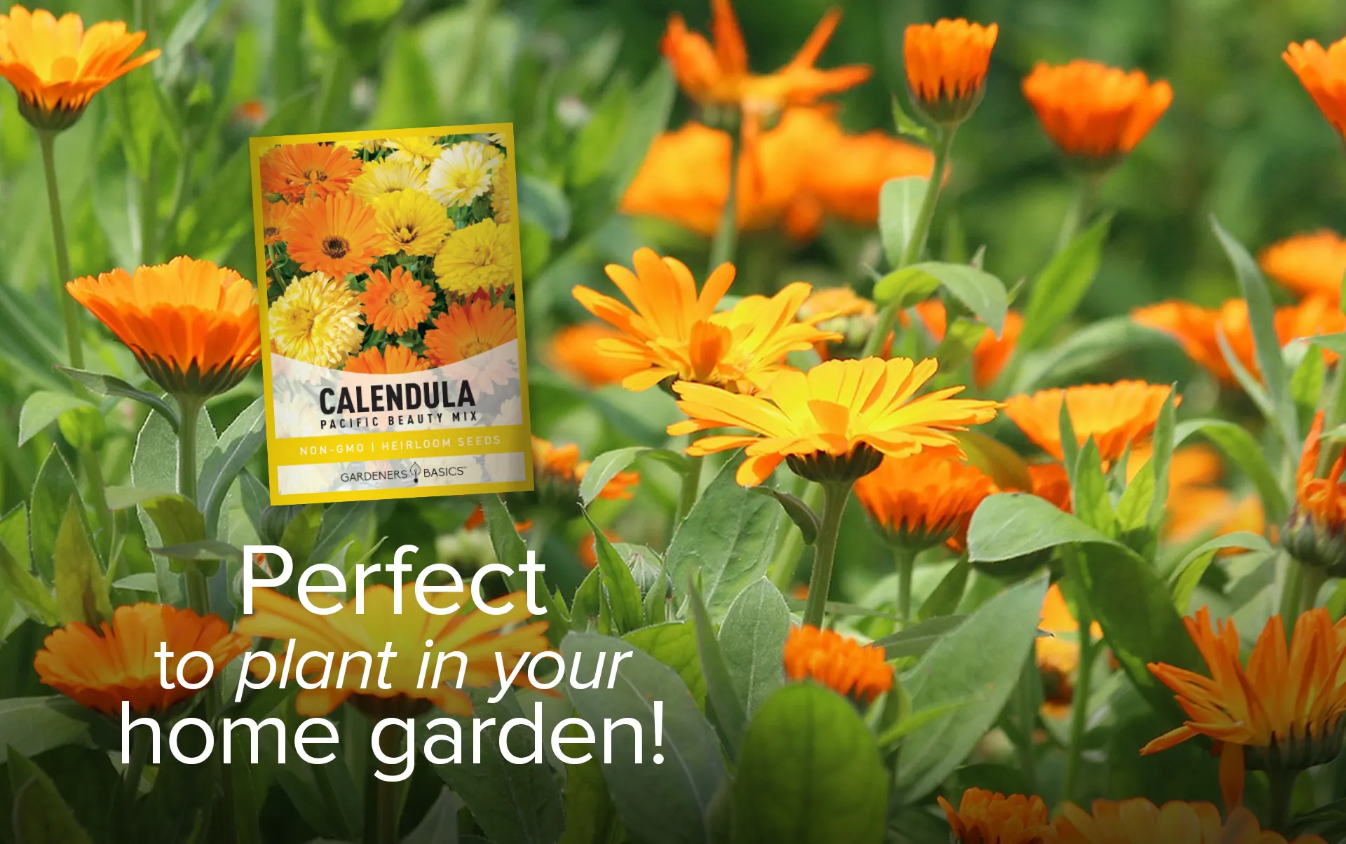 Calendula Pacific Beauty Mix Seeds