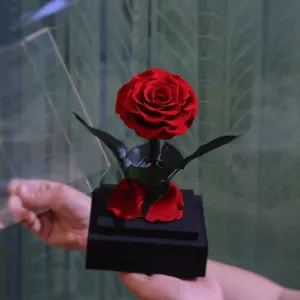 Circle Rose Square Dome – A Timeless Gift To Loved One