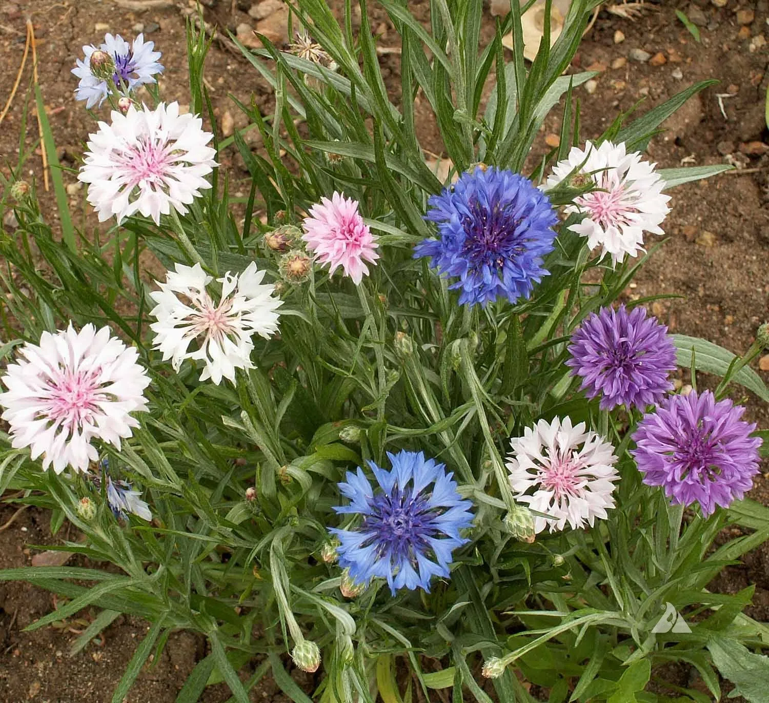 Cornflower (Bachelor Button) Tall Mixed Seeds