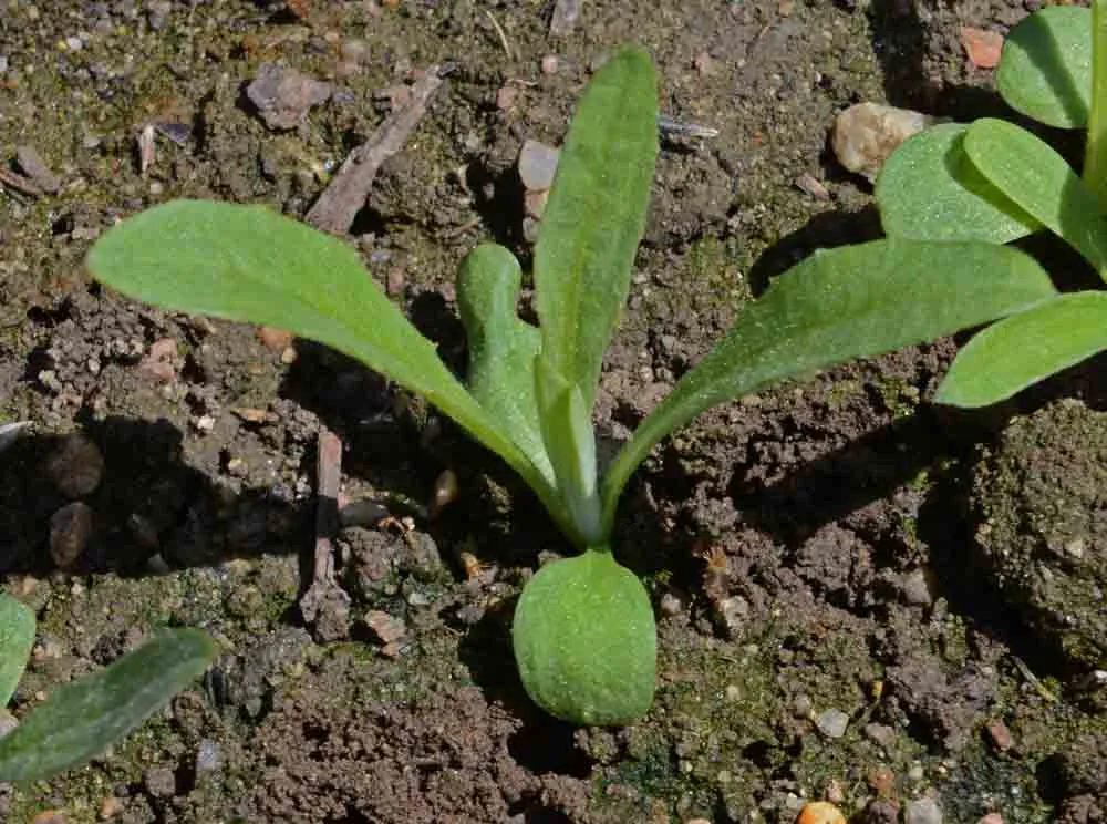 Cornflower (Bachelor Button) Tall Mixed Seeds
