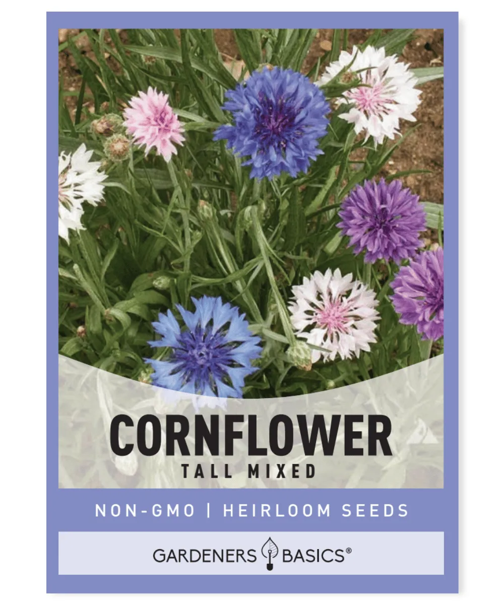 Cornflower (Bachelor Button) Tall Mixed Seeds