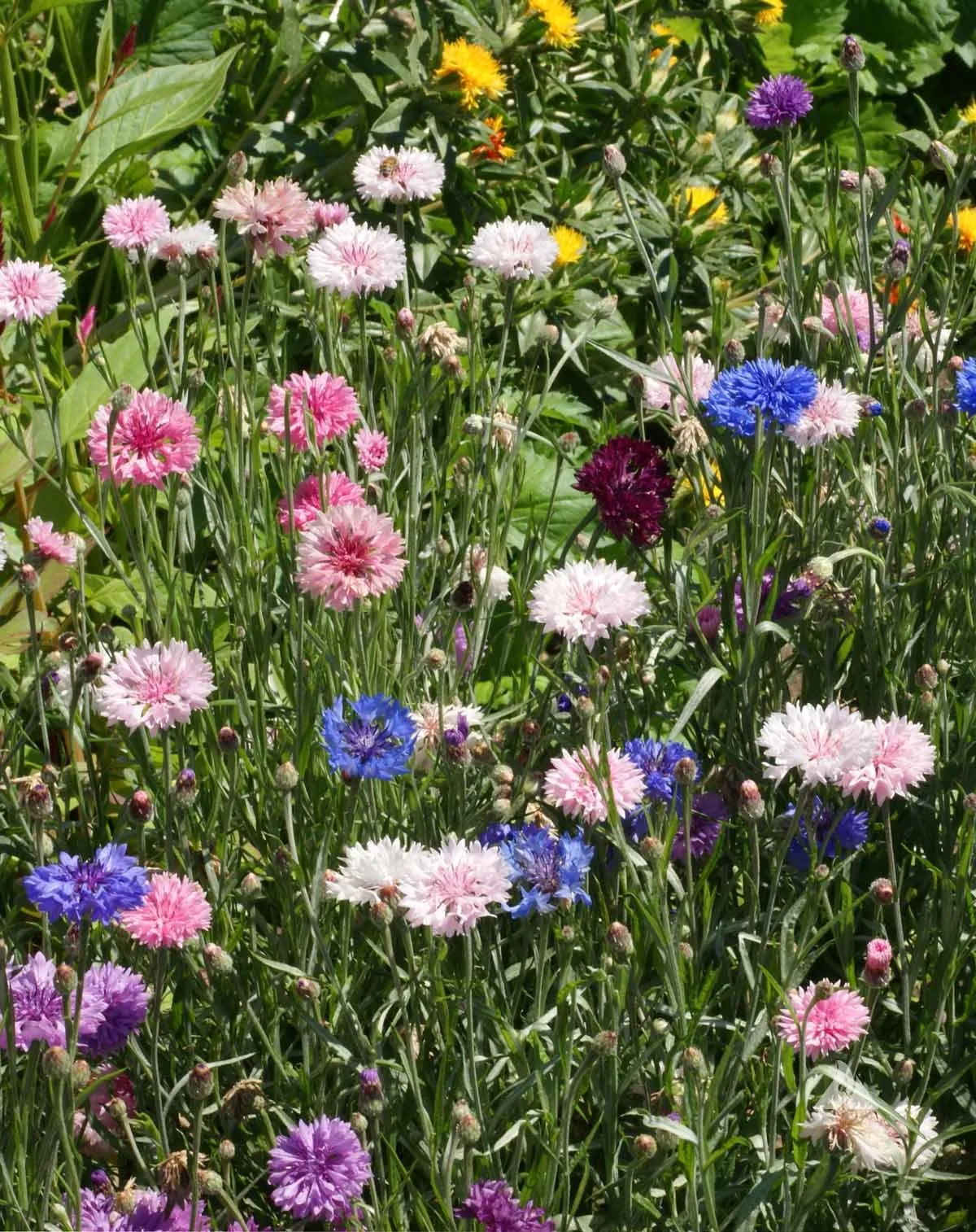 Cornflower (Bachelor Button) Tall Mixed Seeds