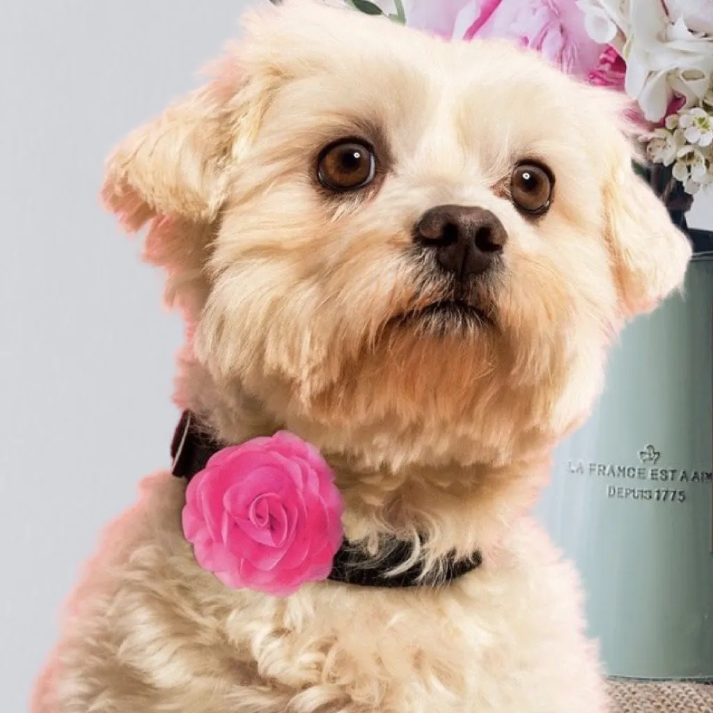 Dog Collar Flowers