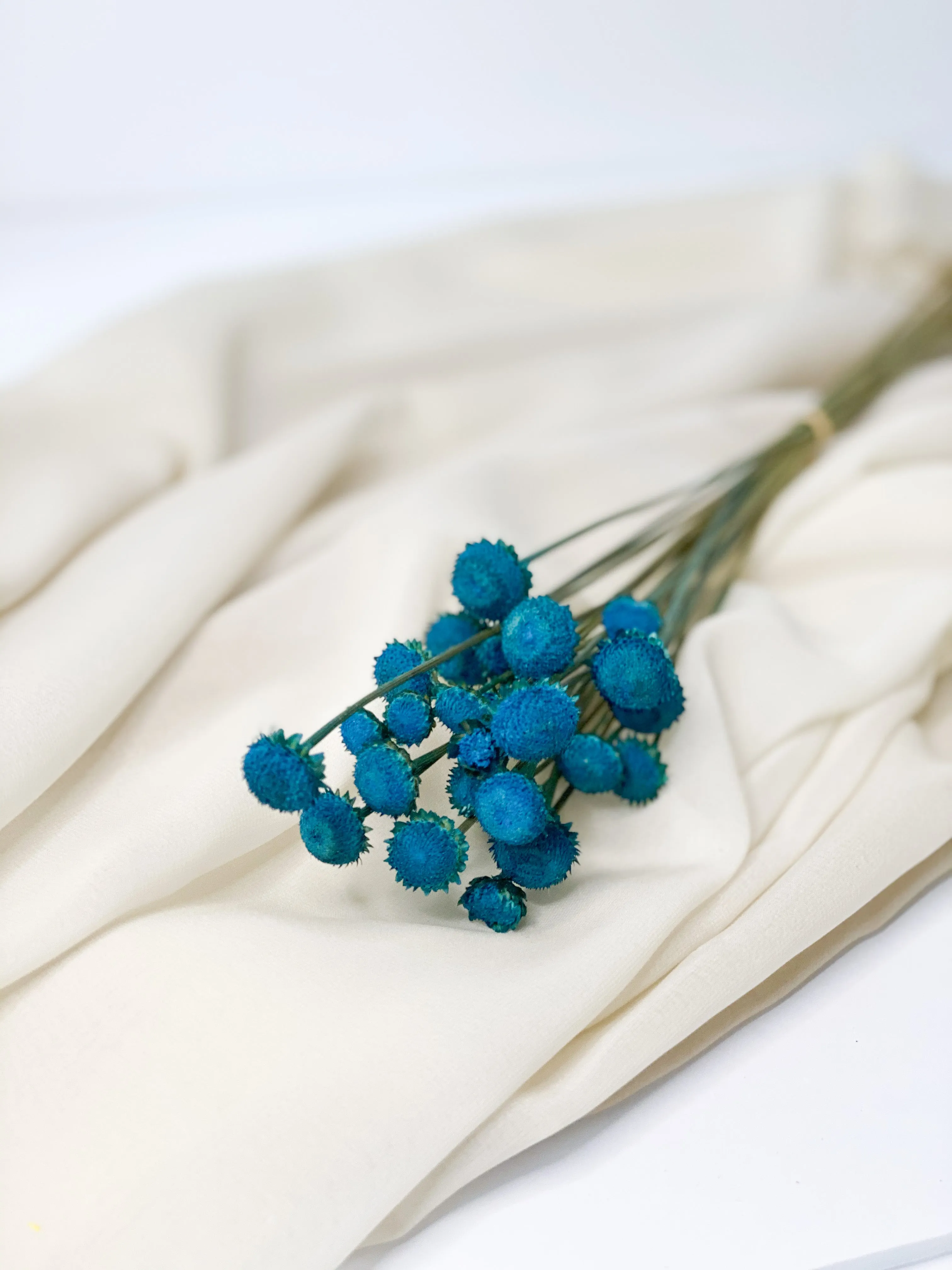 Dried Brazil daisy in variety colors
