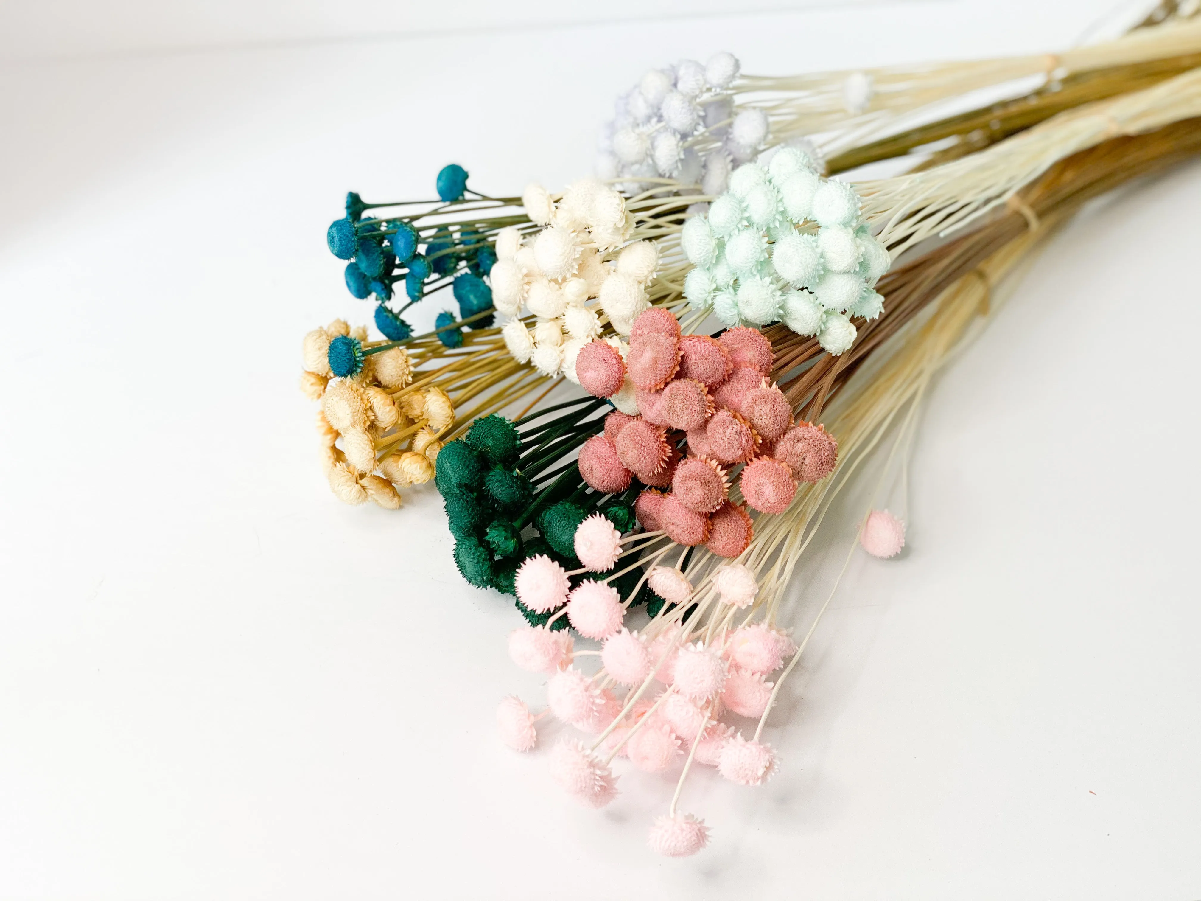 Dried Brazil daisy in variety colors
