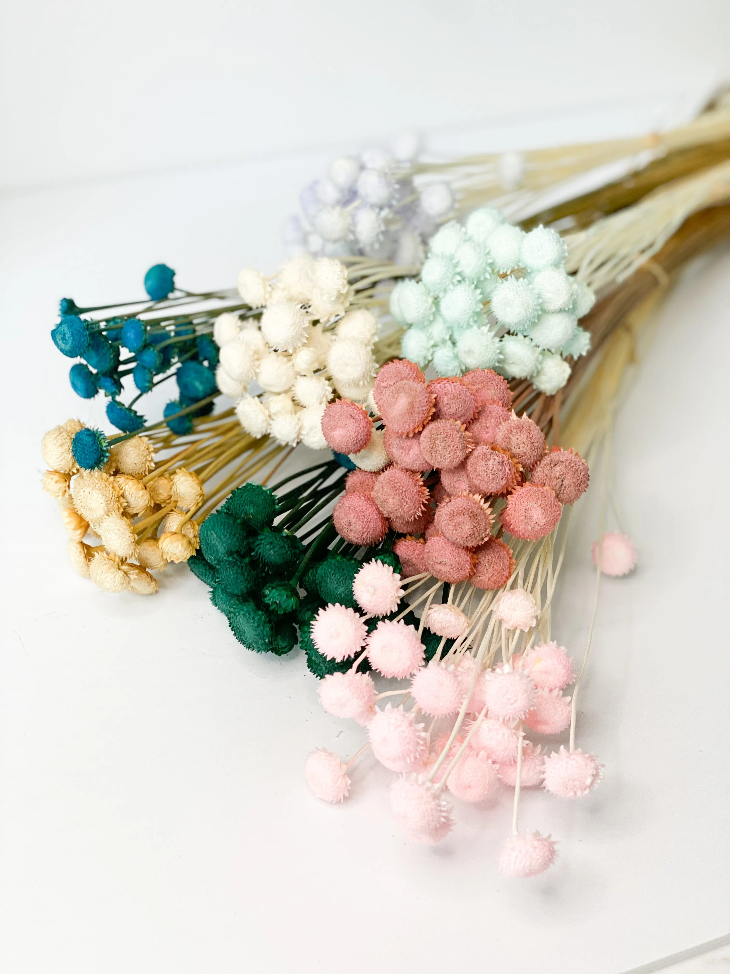 Dried Brazil daisy in variety colors