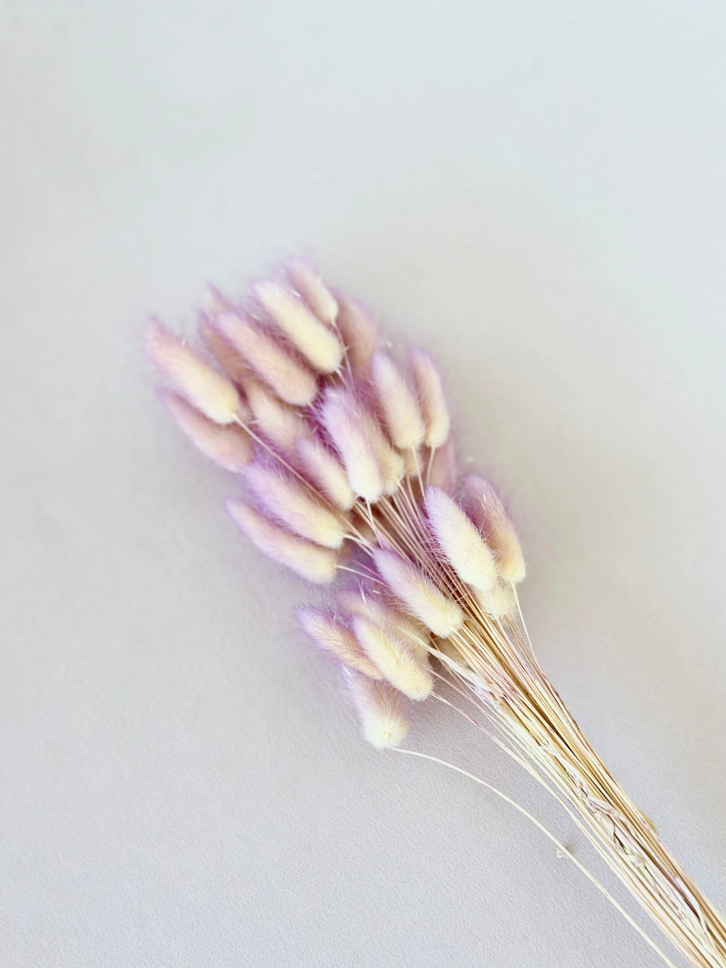 Dried bunny tails in various colors (50pc/bunch)