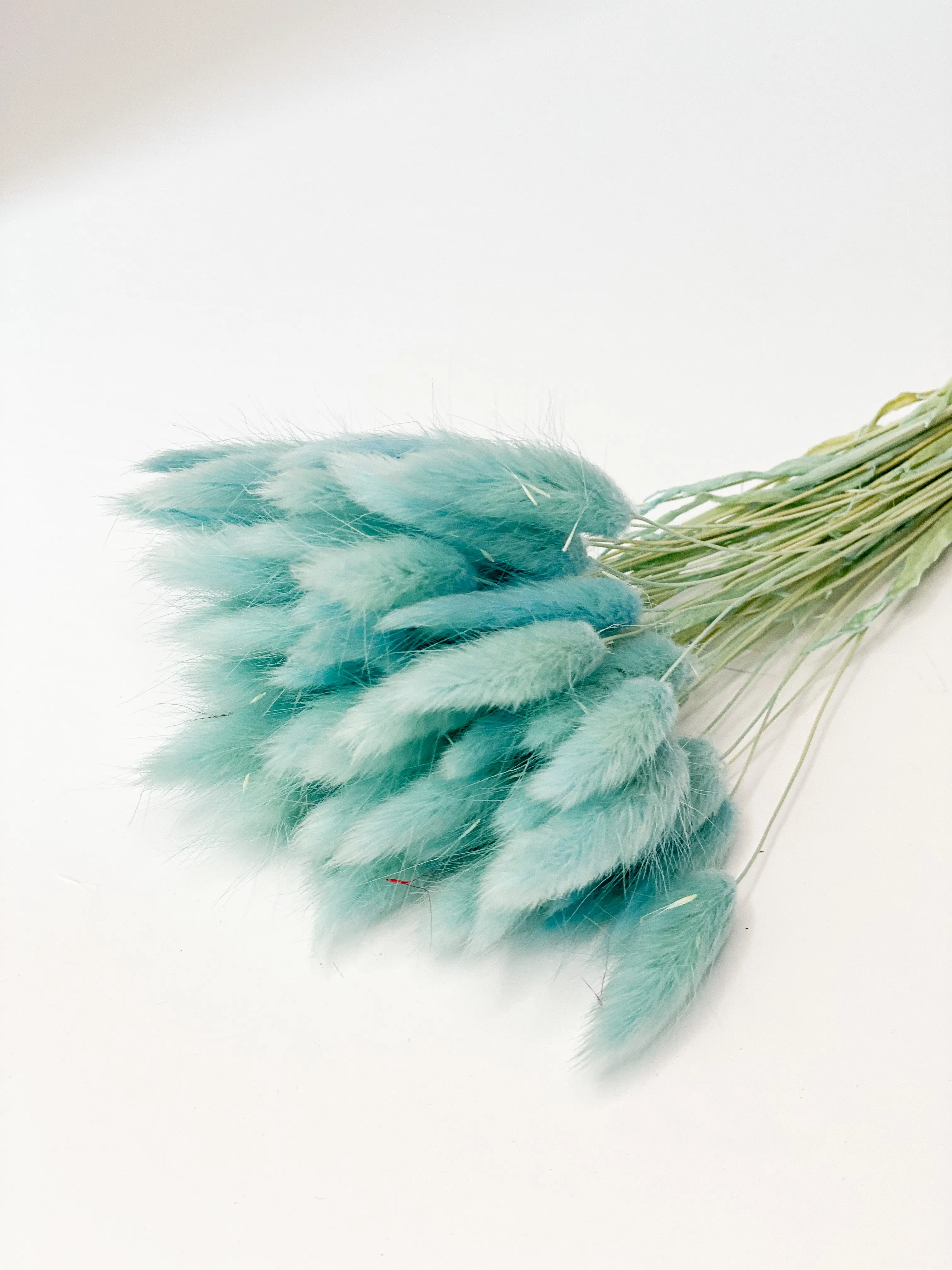Dried bunny tails in various colors (50pc/bunch)
