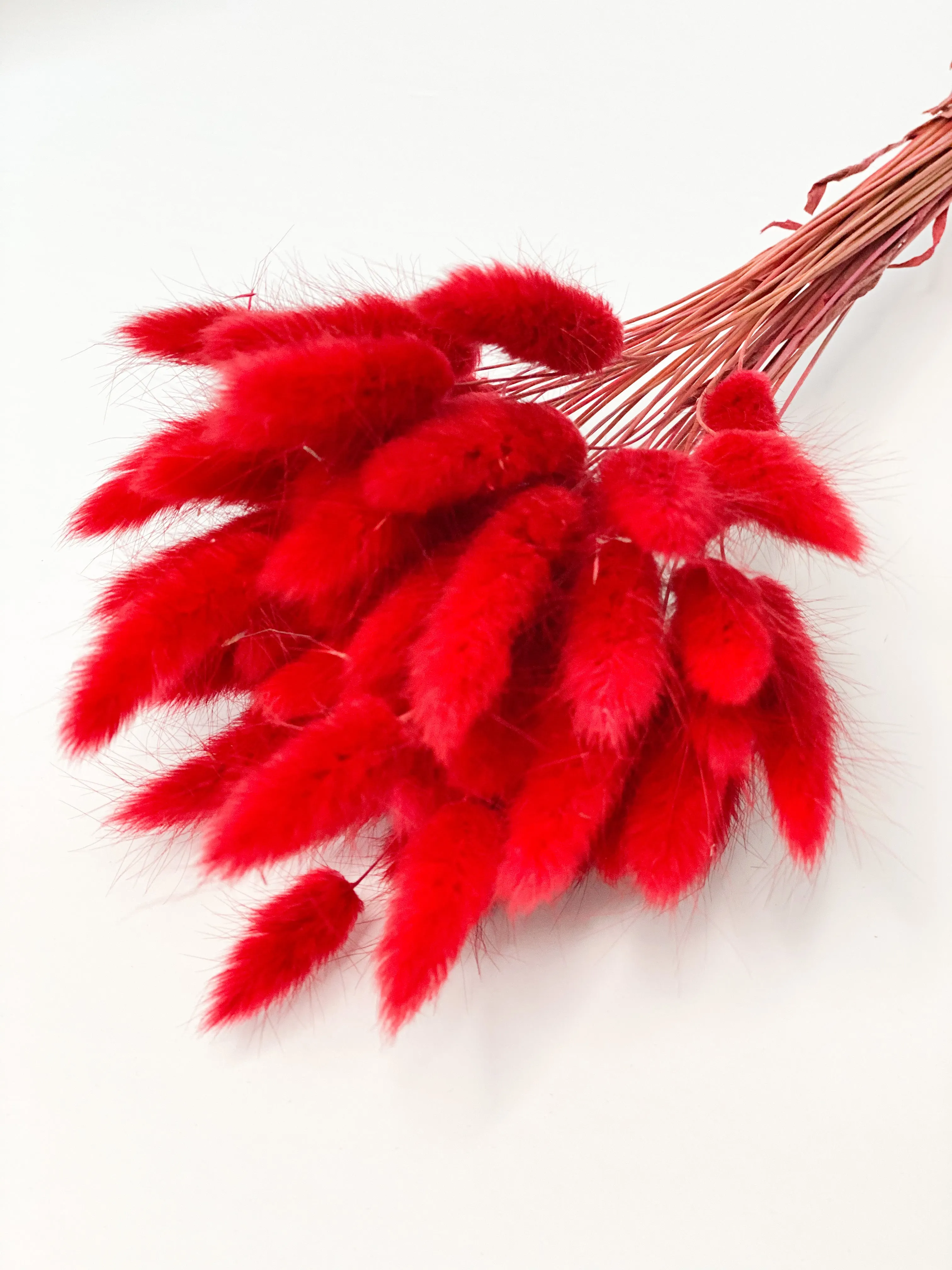 Dried bunny tails in various colors (50pc/bunch)