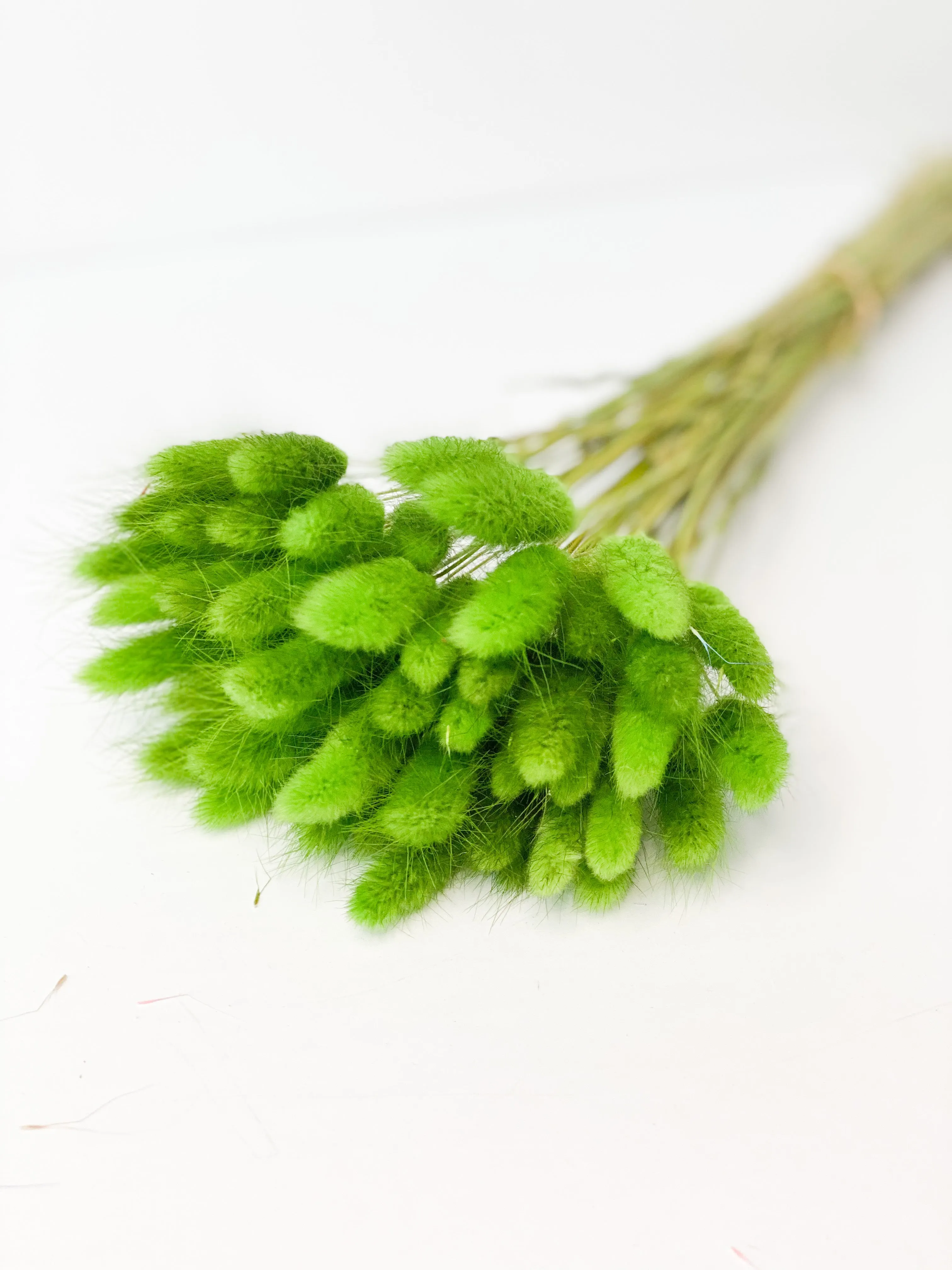 Dried bunny tails in various colors (50pc/bunch)