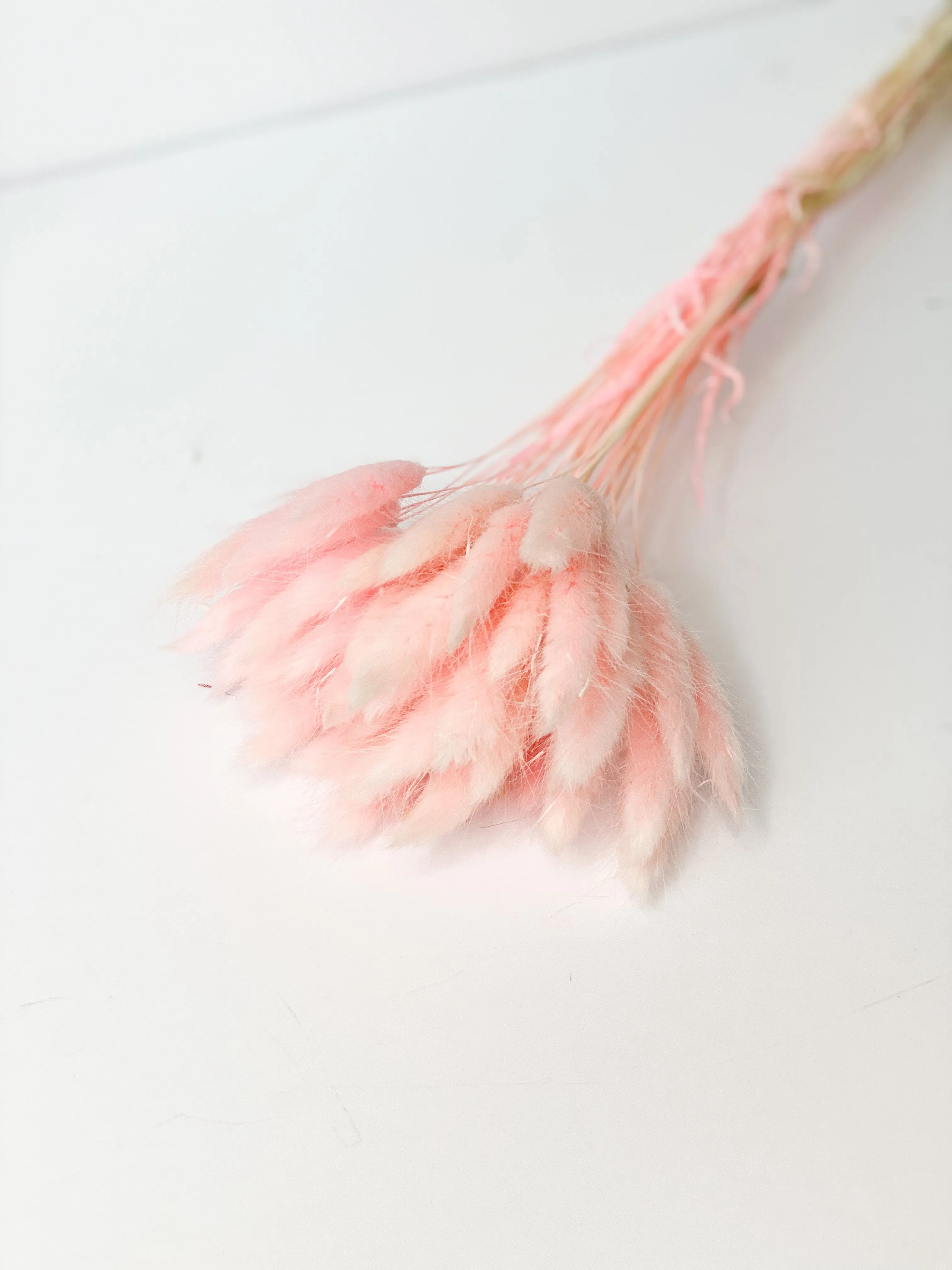 Dried bunny tails in various colors (50pc/bunch)