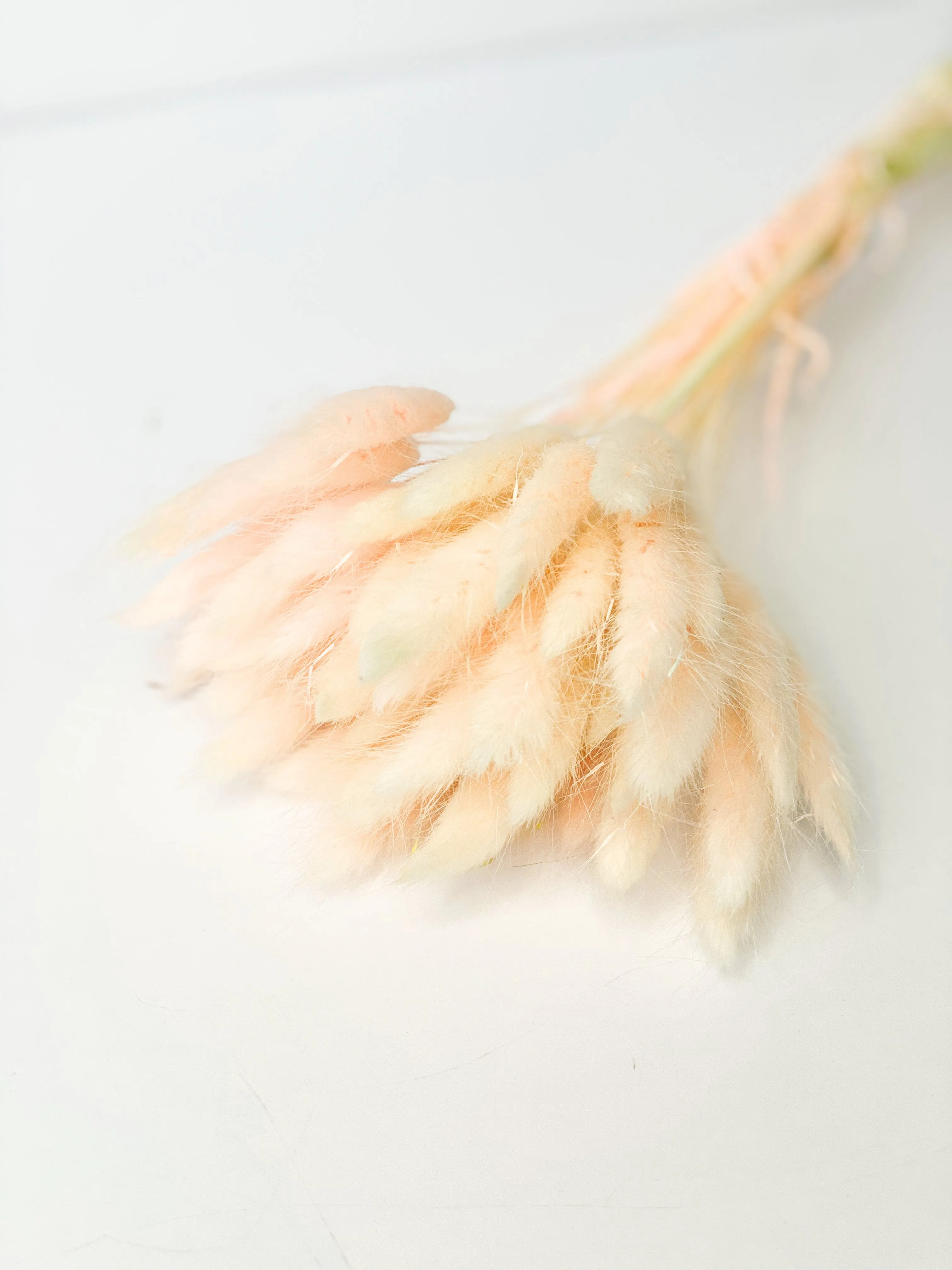 Dried bunny tails in various colors (50pc/bunch)