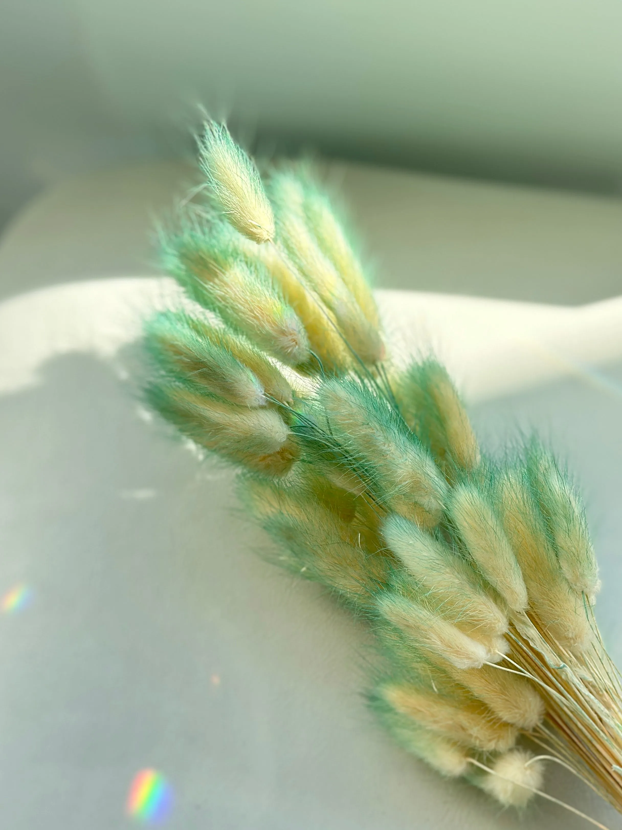 Dried bunny tails in various colors (50pc/bunch)