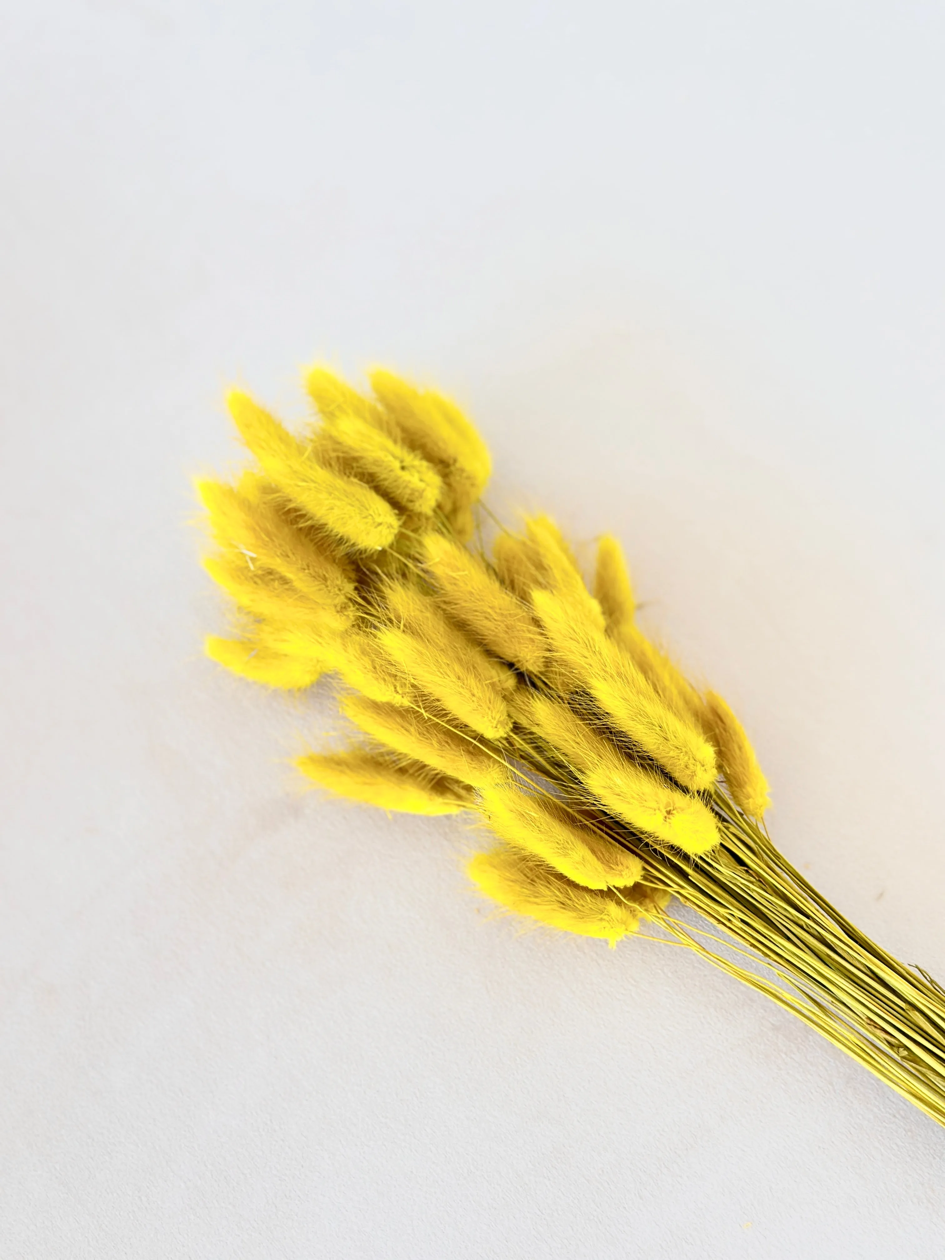 Dried bunny tails in various colors (50pc/bunch)