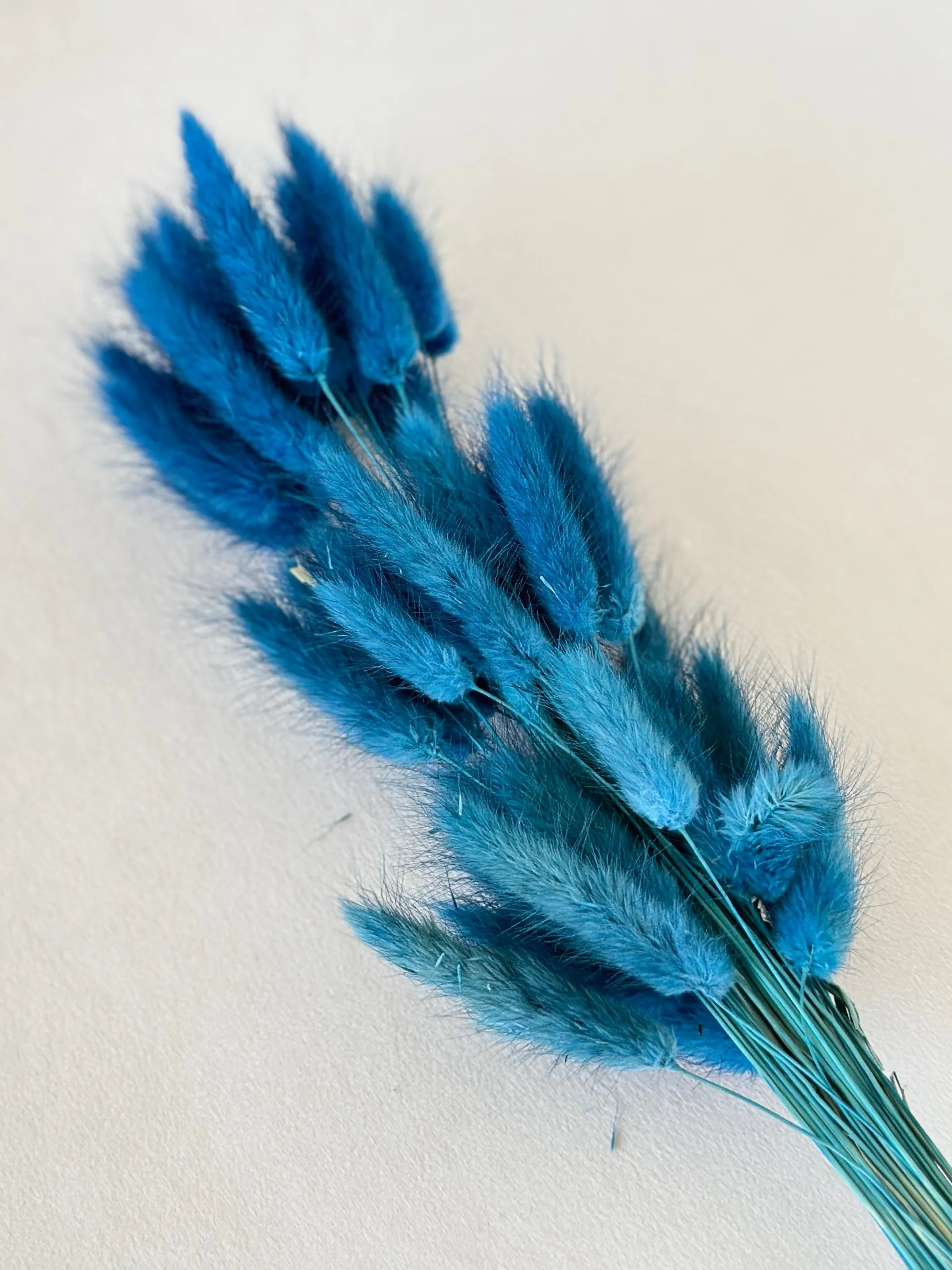 Dried bunny tails in various colors (50pc/bunch)