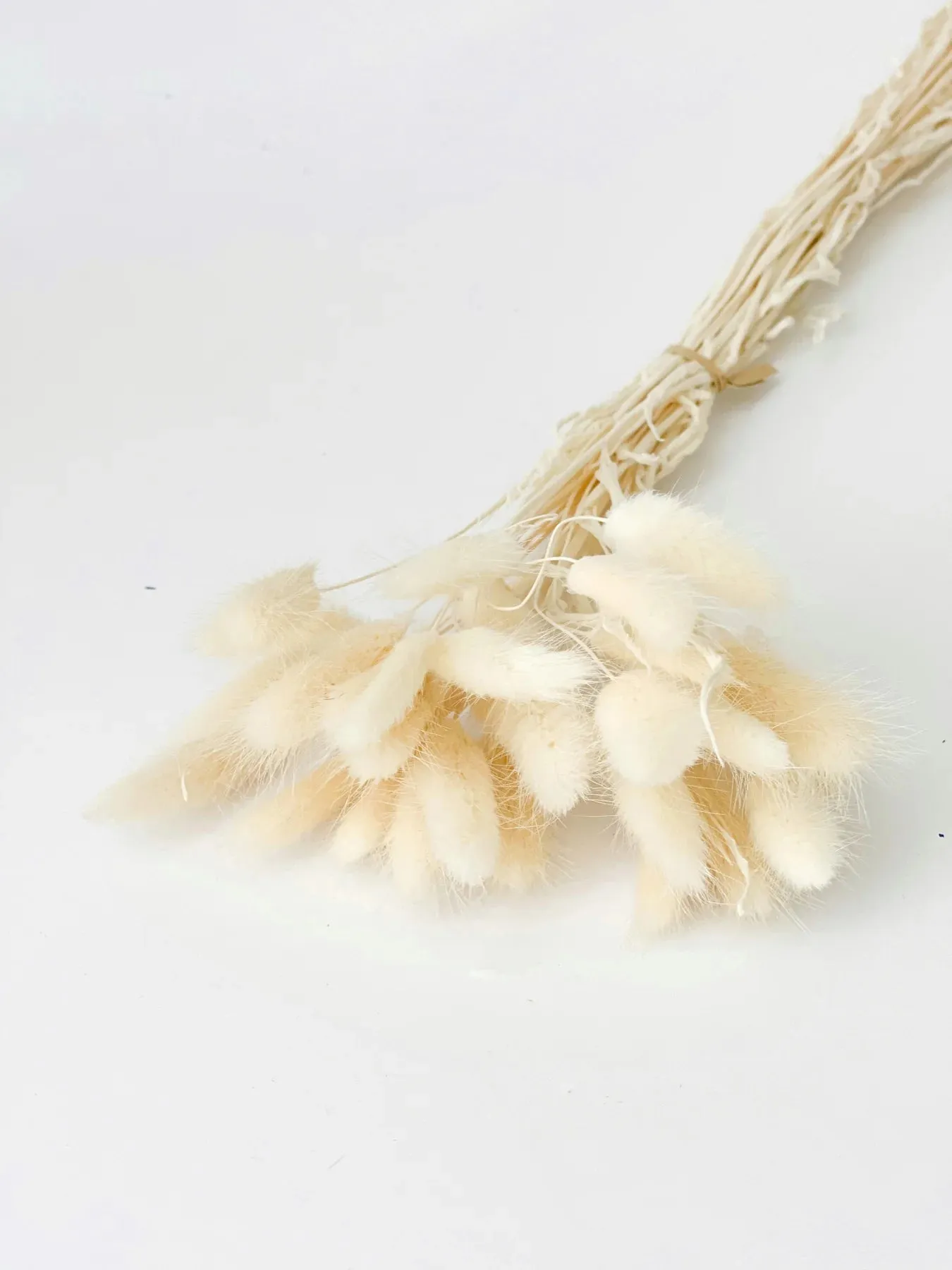 Dried bunny tails in various colors (50pc/bunch)