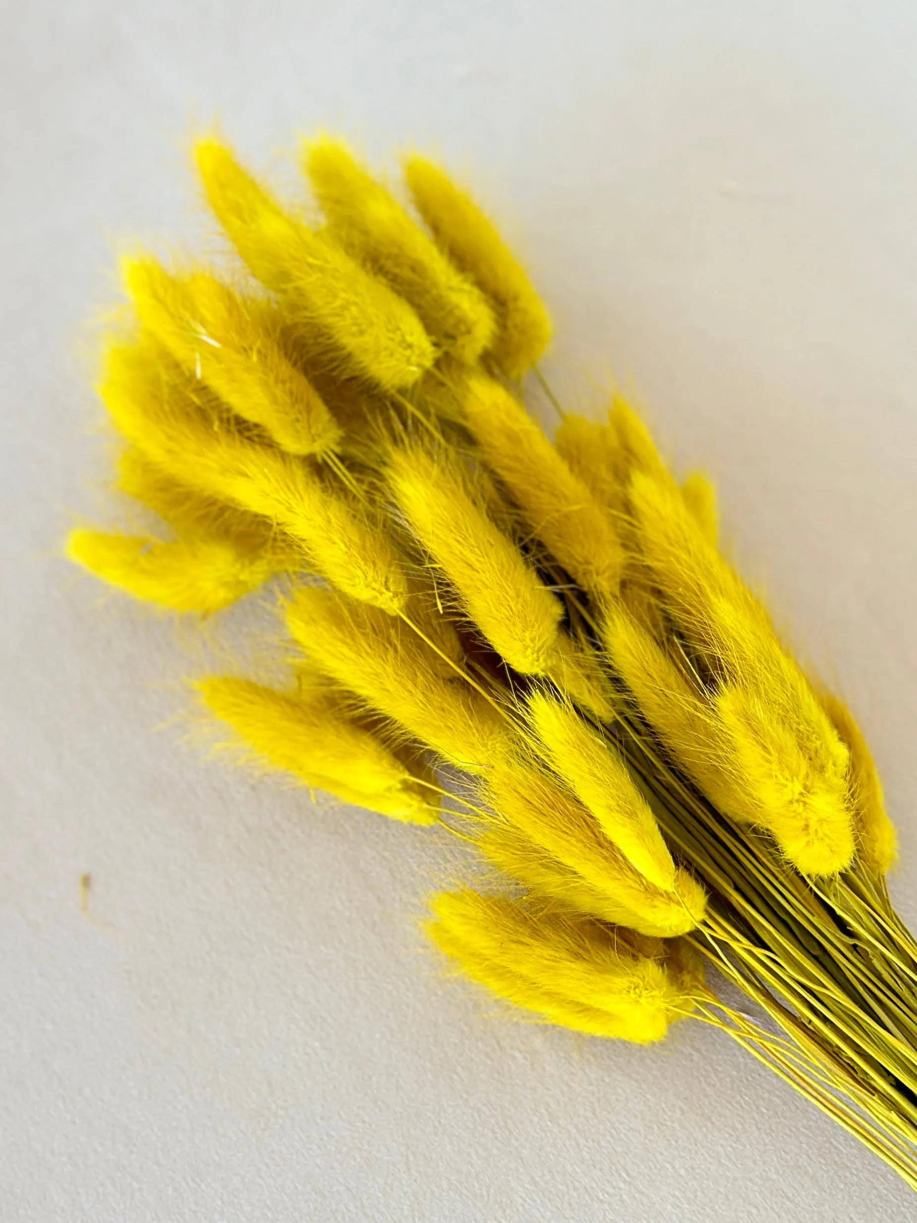 Dried bunny tails in various colors (50pc/bunch)