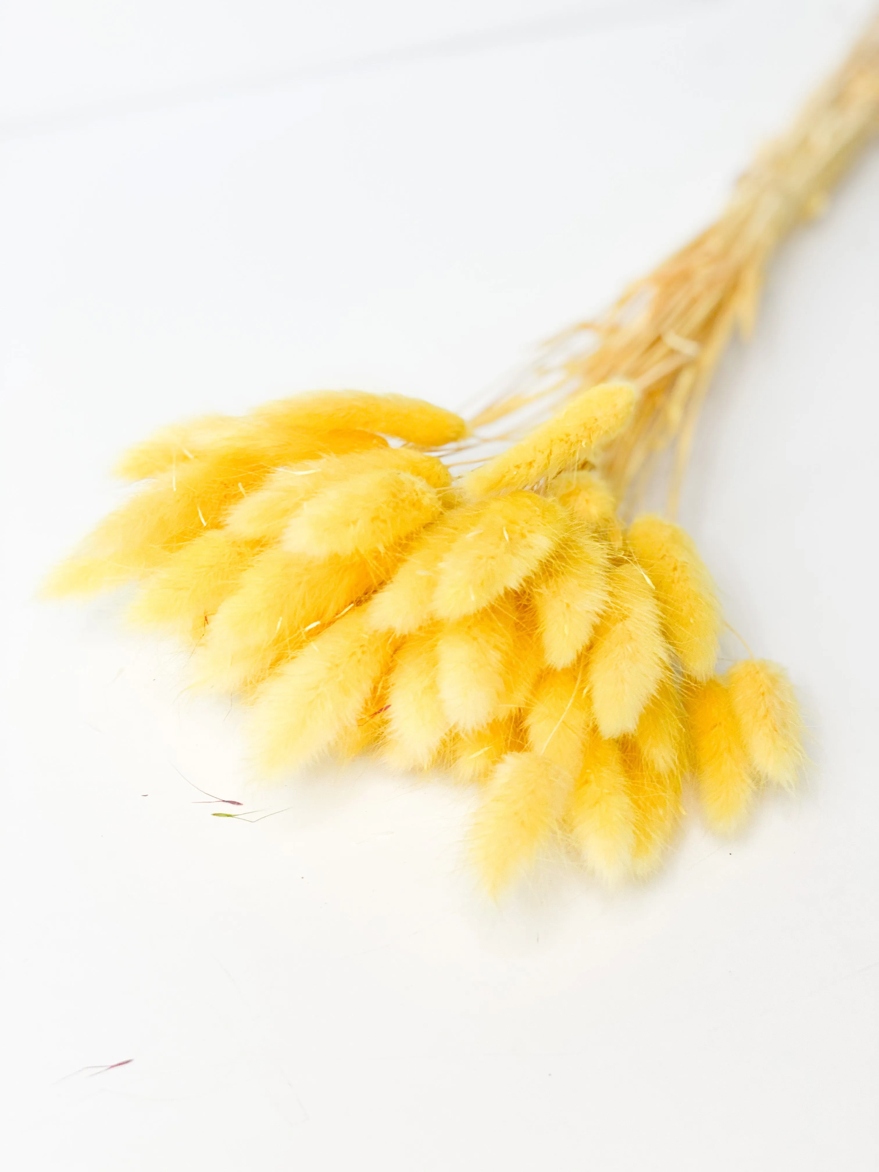 Dried bunny tails in various colors (50pc/bunch)