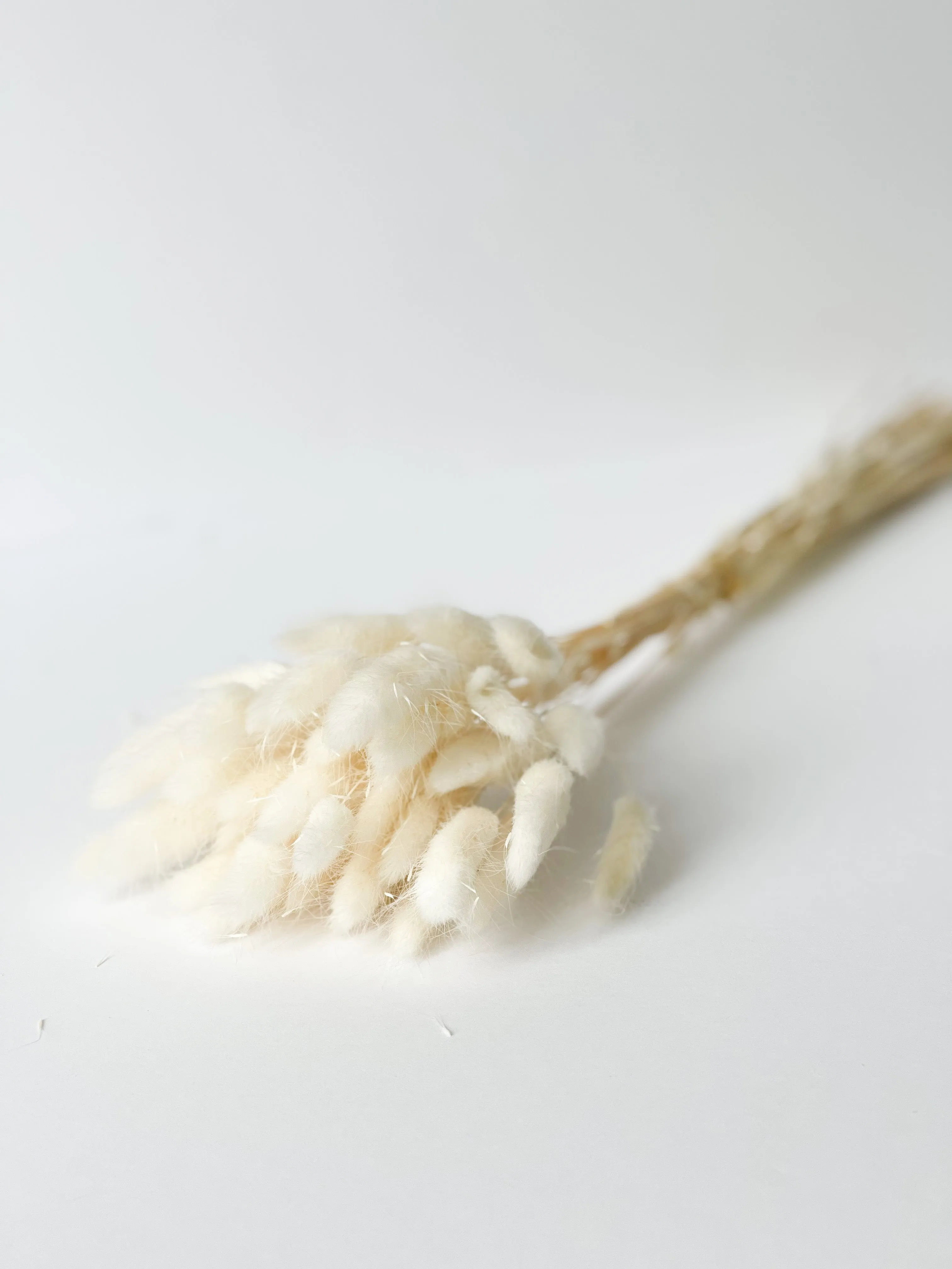 Dried bunny tails in various colors (50pc/bunch)