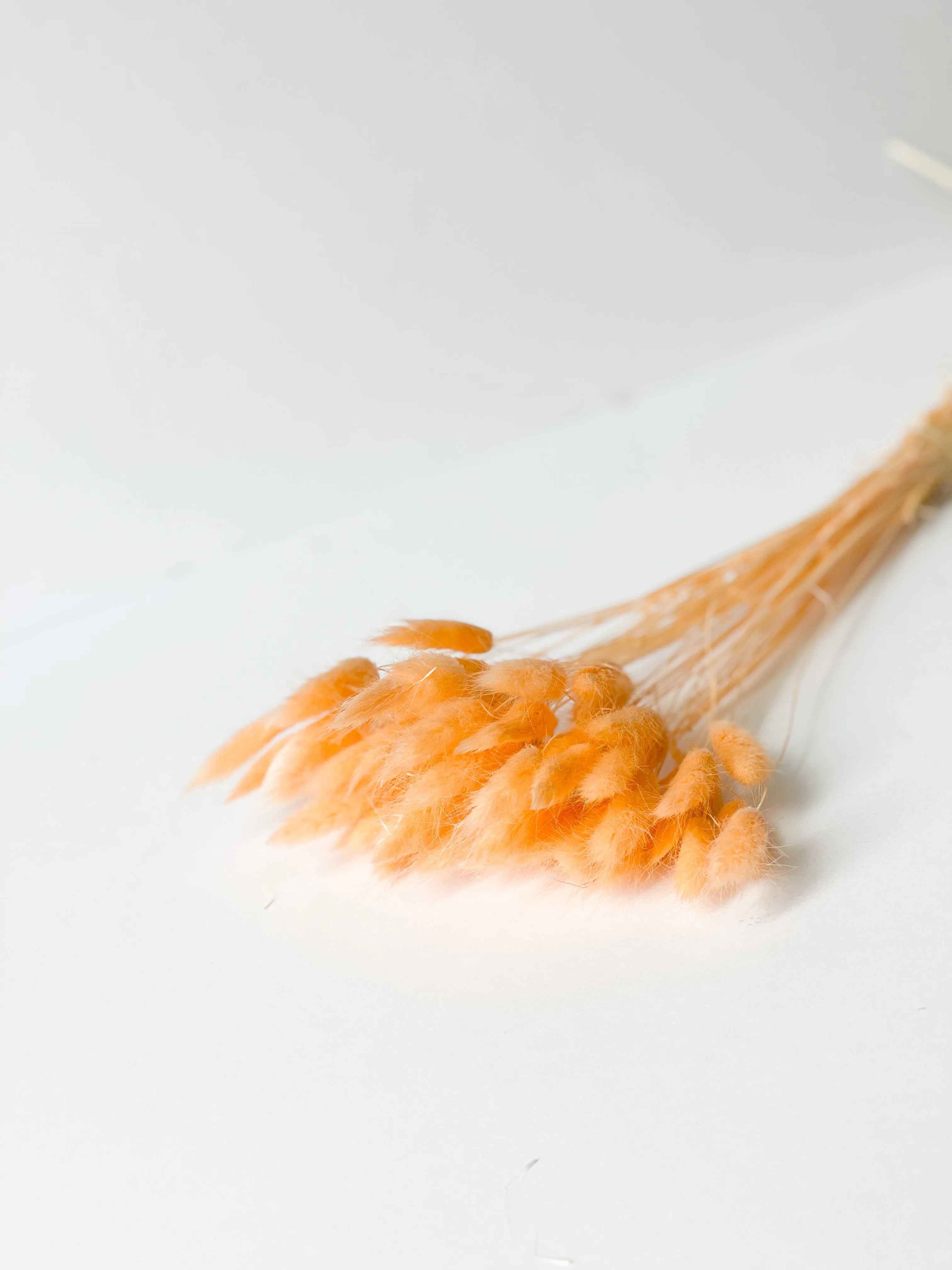 Dried bunny tails in various colors (50pc/bunch)