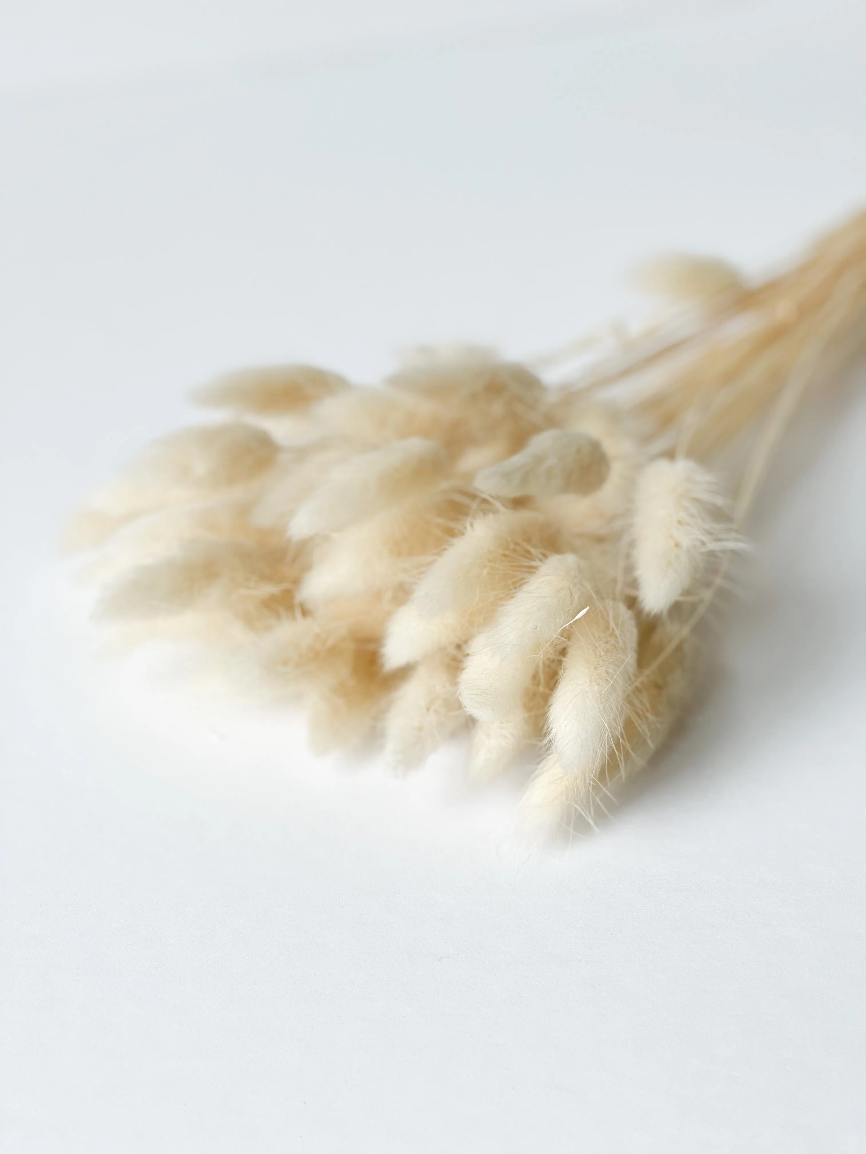 Dried bunny tails in various colors (50pc/bunch)