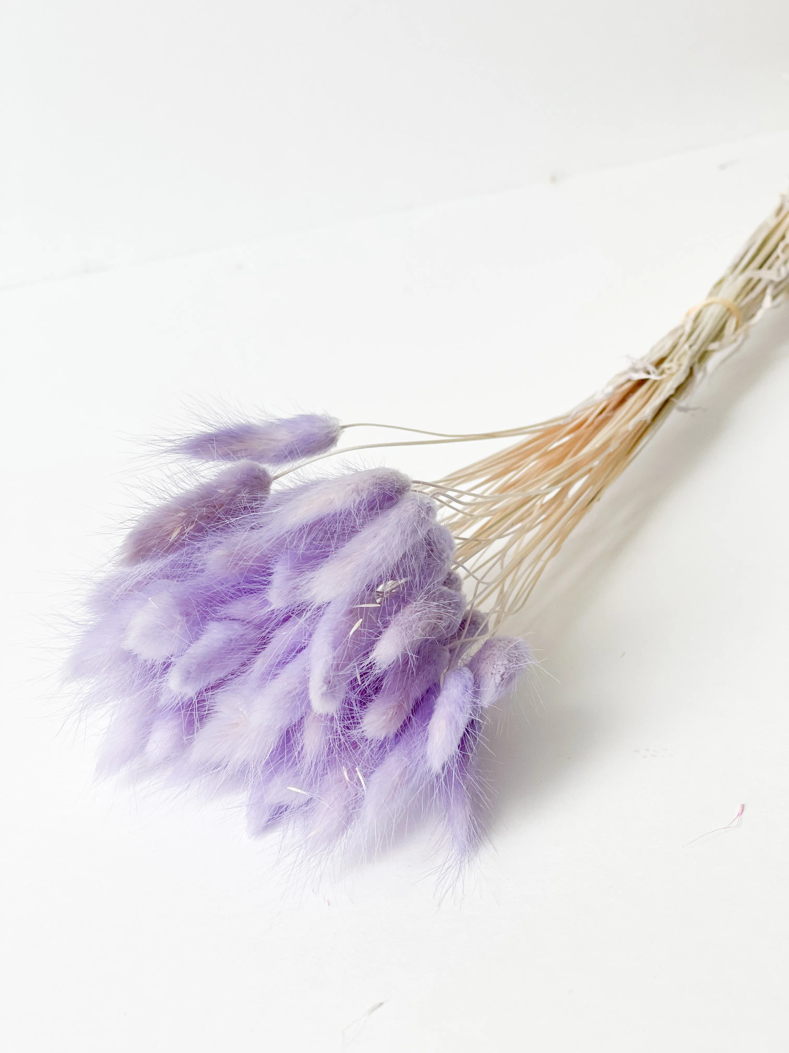 Dried bunny tails in various colors (50pc/bunch)