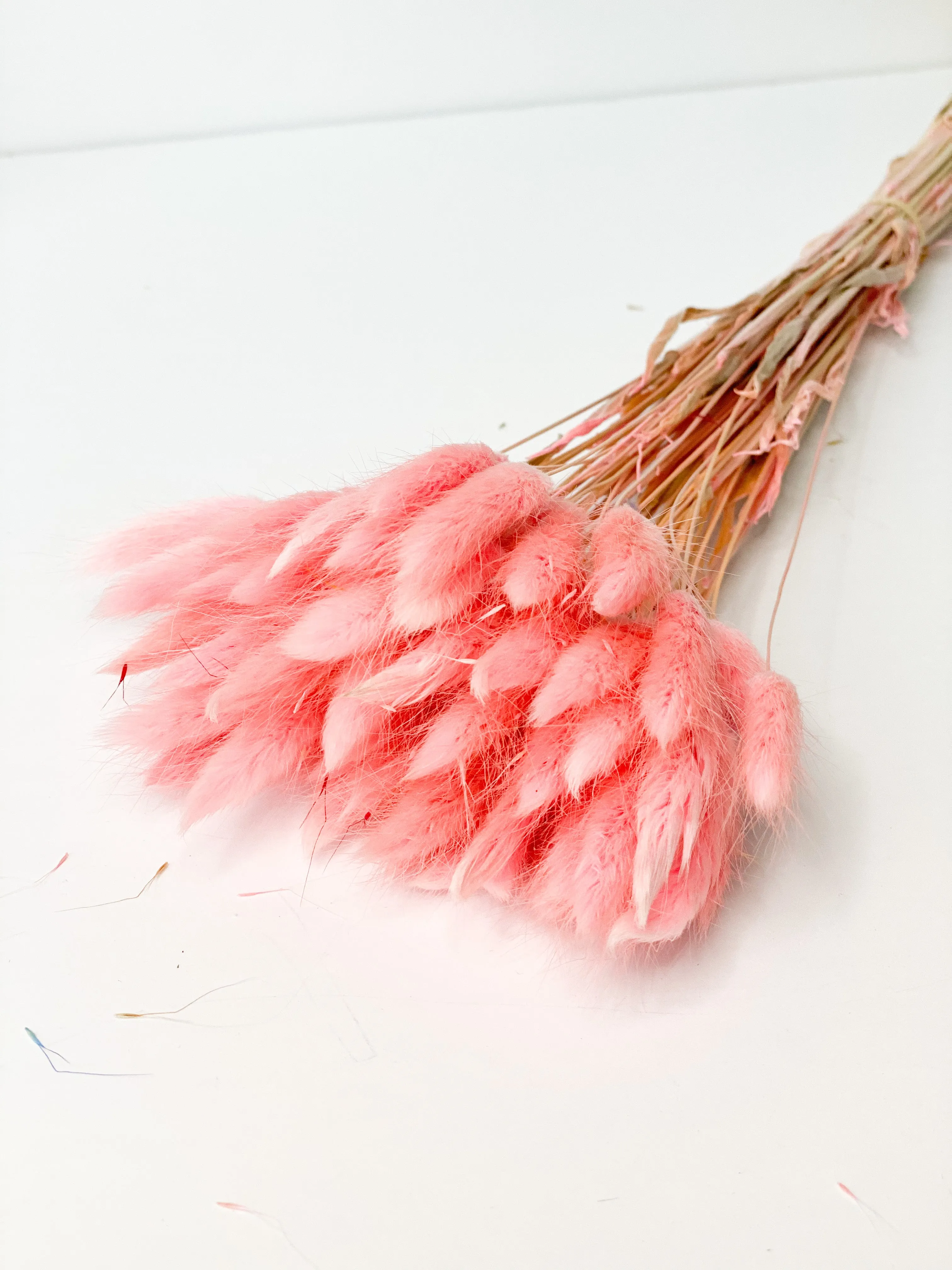 Dried bunny tails in various colors (50pc/bunch)