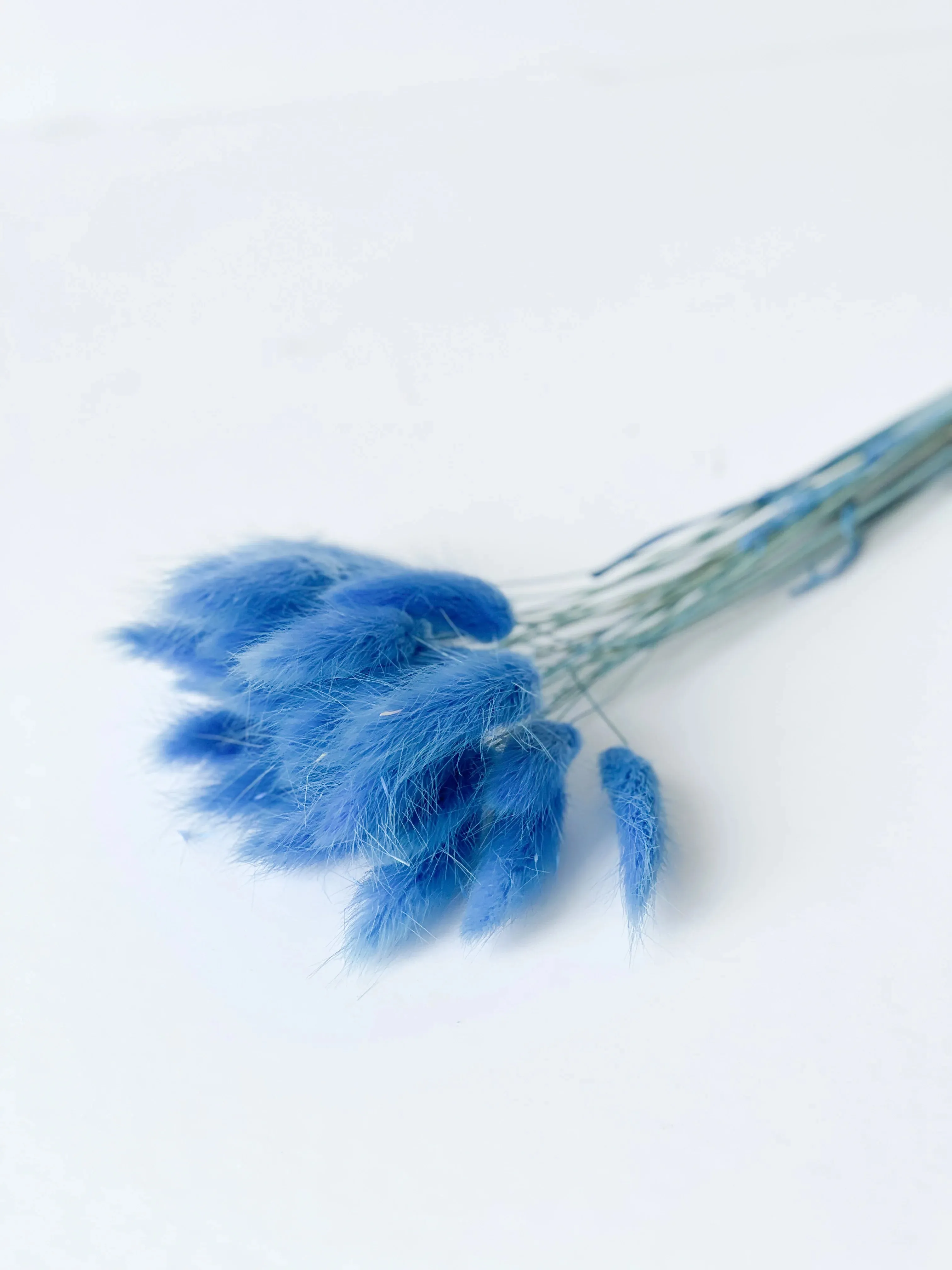 Dried bunny tails in various colors (50pc/bunch)