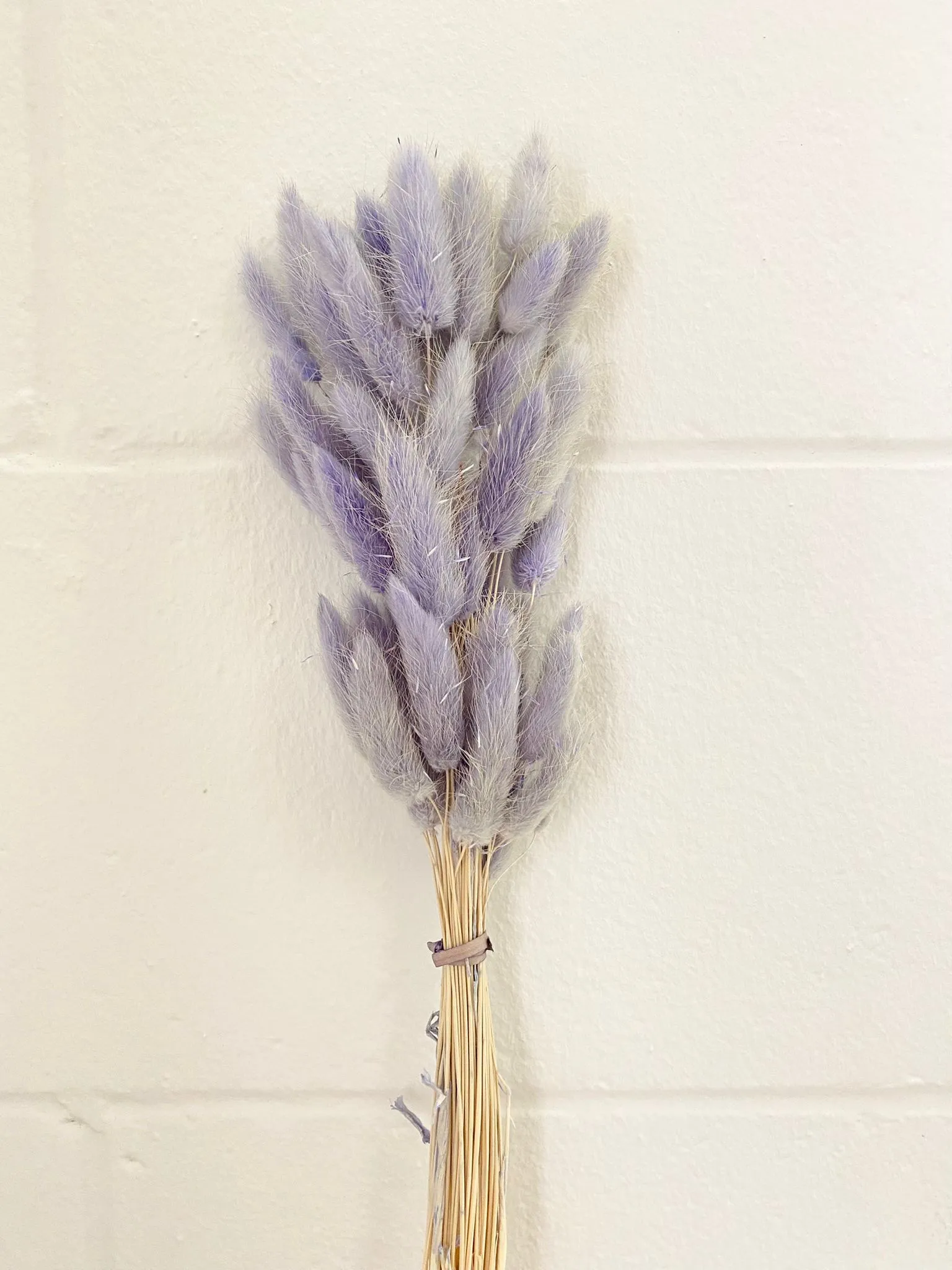 Dried bunny tails in various colors (50pc/bunch)