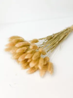 Dried bunny tails in various colors (50pc/bunch)