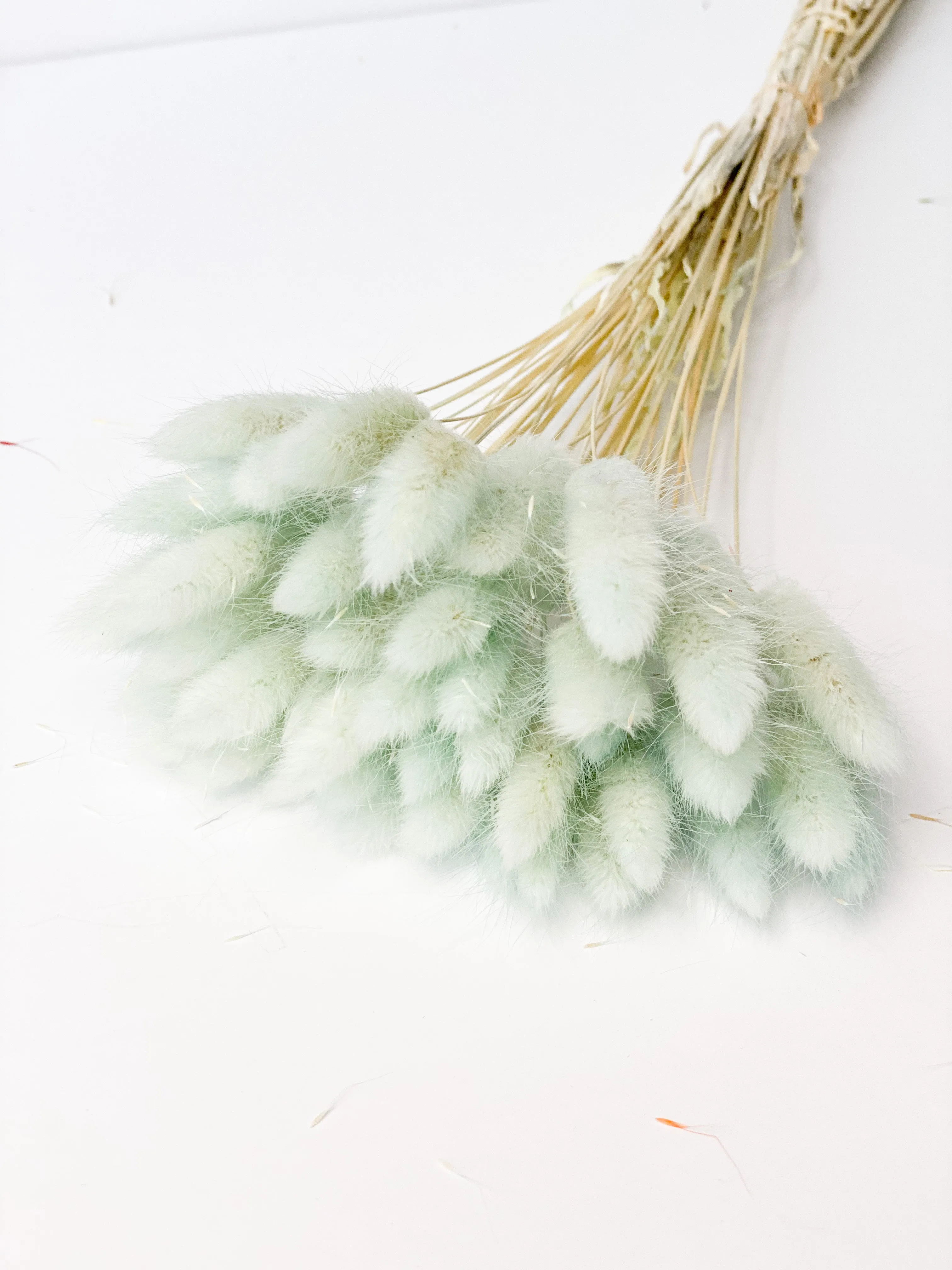 Dried bunny tails in various colors (50pc/bunch)