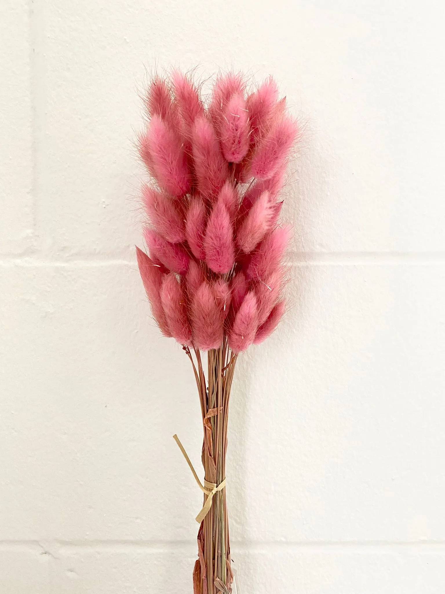 Dried bunny tails in various colors (50pc/bunch)