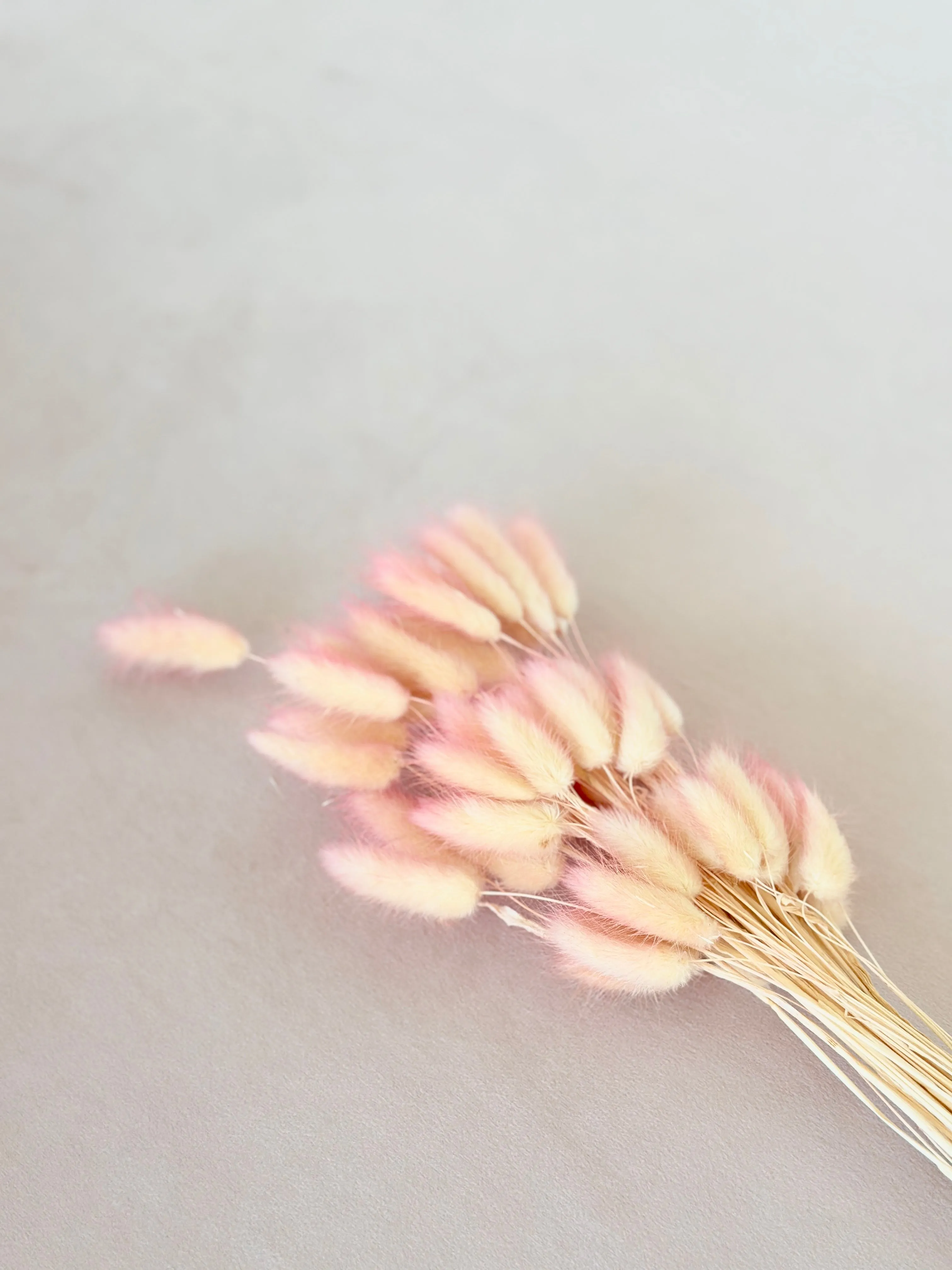 Dried bunny tails in various colors (50pc/bunch)