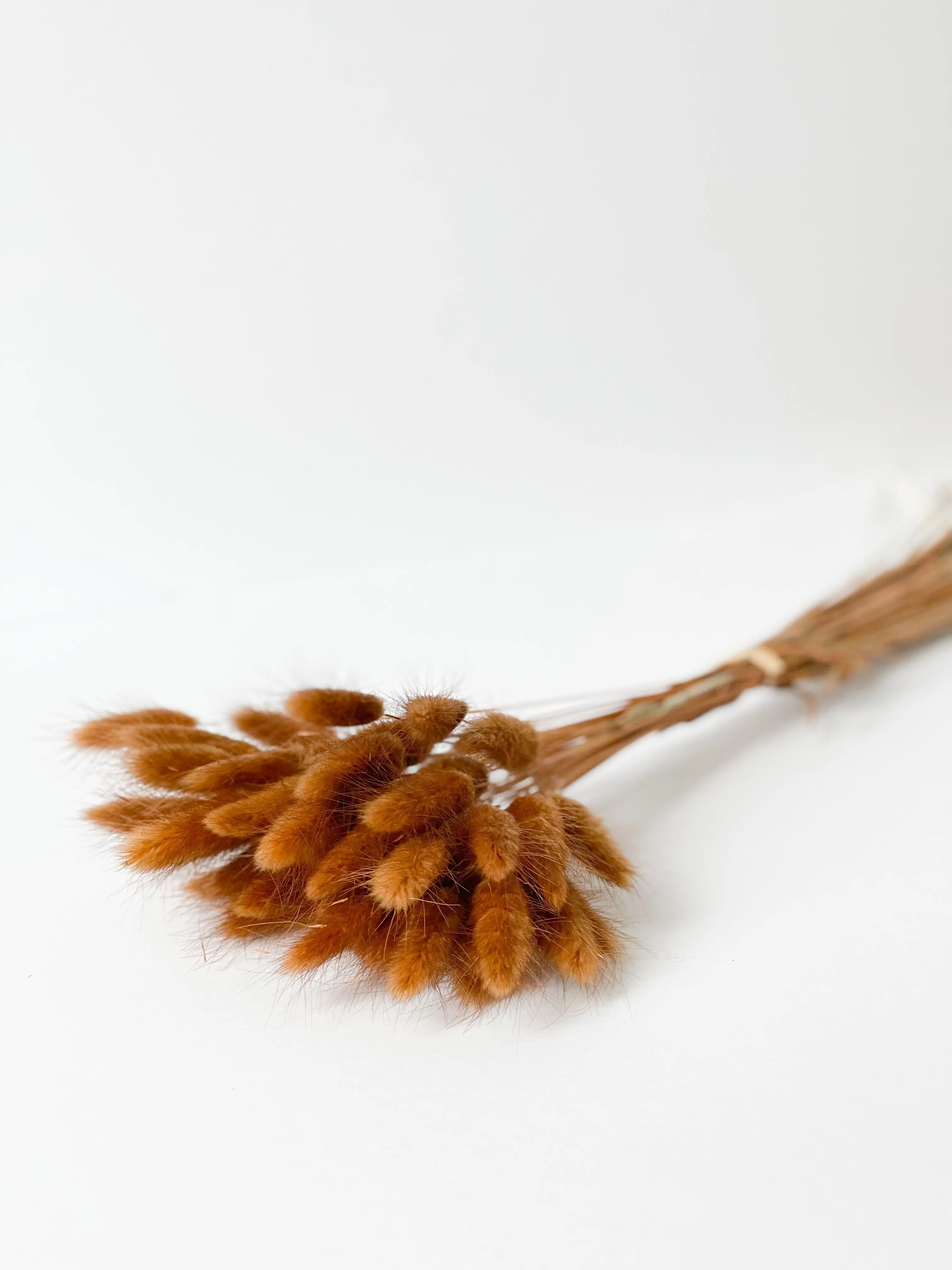 Dried bunny tails in various colors (50pc/bunch)