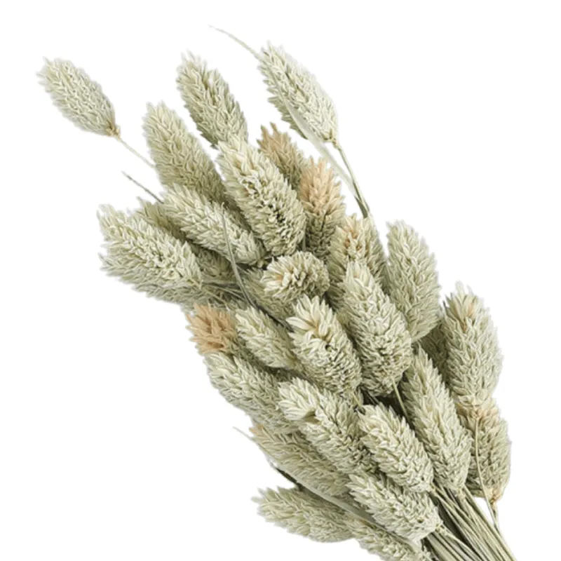 Dried Pampas Flower – Natural And Timeless Decorative Accent