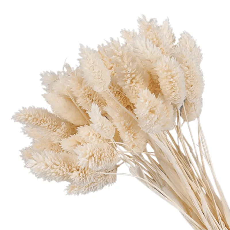 Dried Pampas Flower – Natural And Timeless Decorative Accent