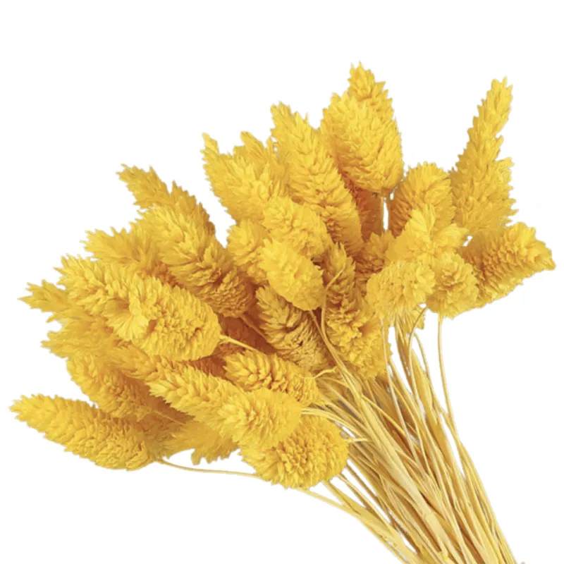 Dried Pampas Flower – Natural And Timeless Decorative Accent
