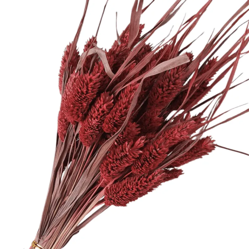 Dried Pampas Flower – Natural And Timeless Decorative Accent