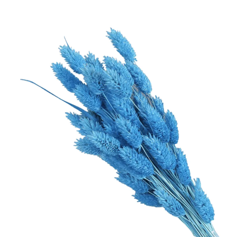Dried Pampas Flower – Natural And Timeless Decorative Accent
