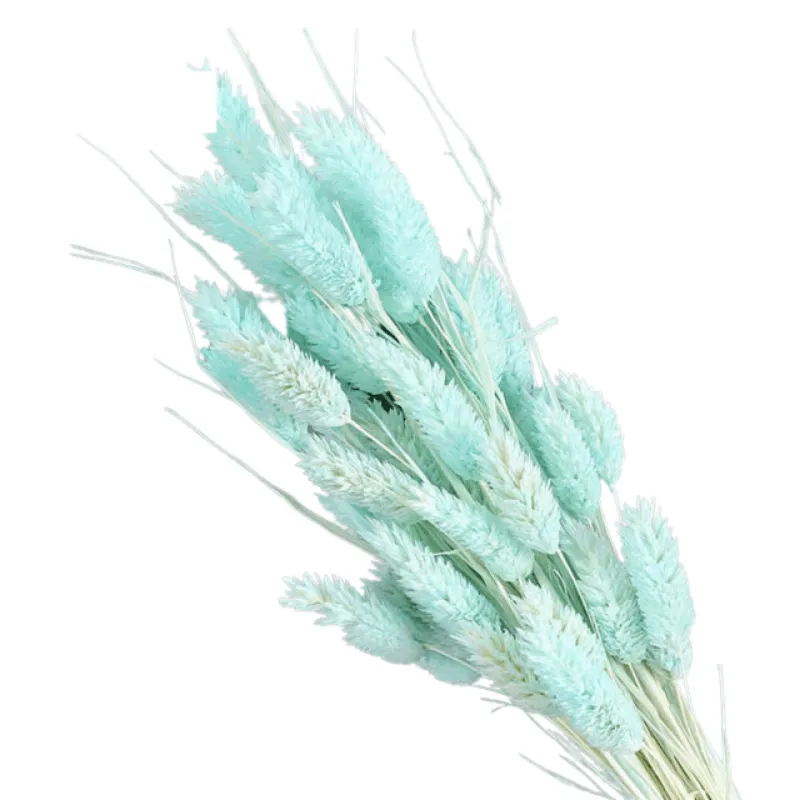Dried Pampas Flower – Natural And Timeless Decorative Accent