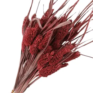 Dried Pampas Flower – Natural And Timeless Decorative Accent