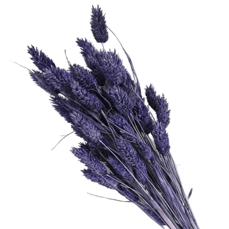 Dried Pampas Flower – Natural And Timeless Decorative Accent
